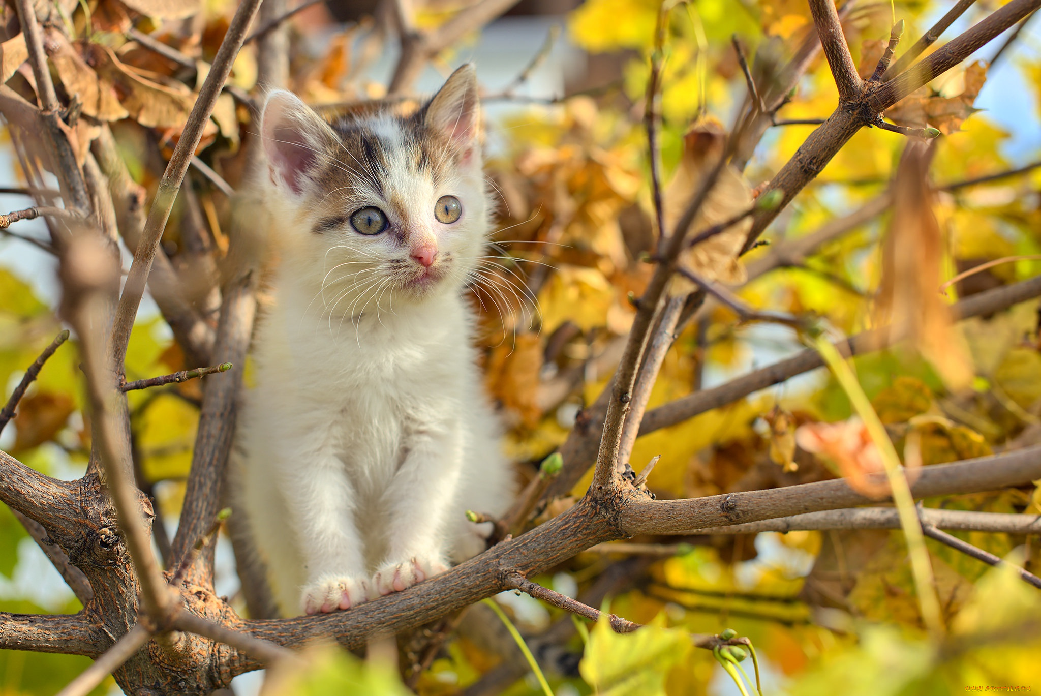 кошка, животные, коты