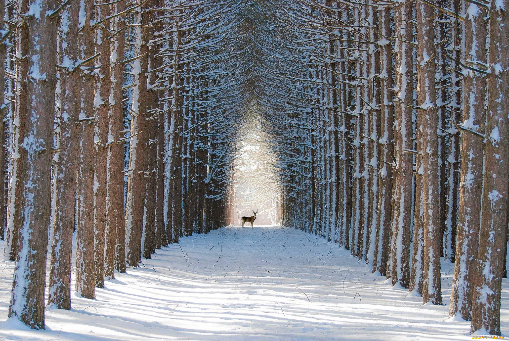 животные, олени, деревья, снег, зима, лес, олень