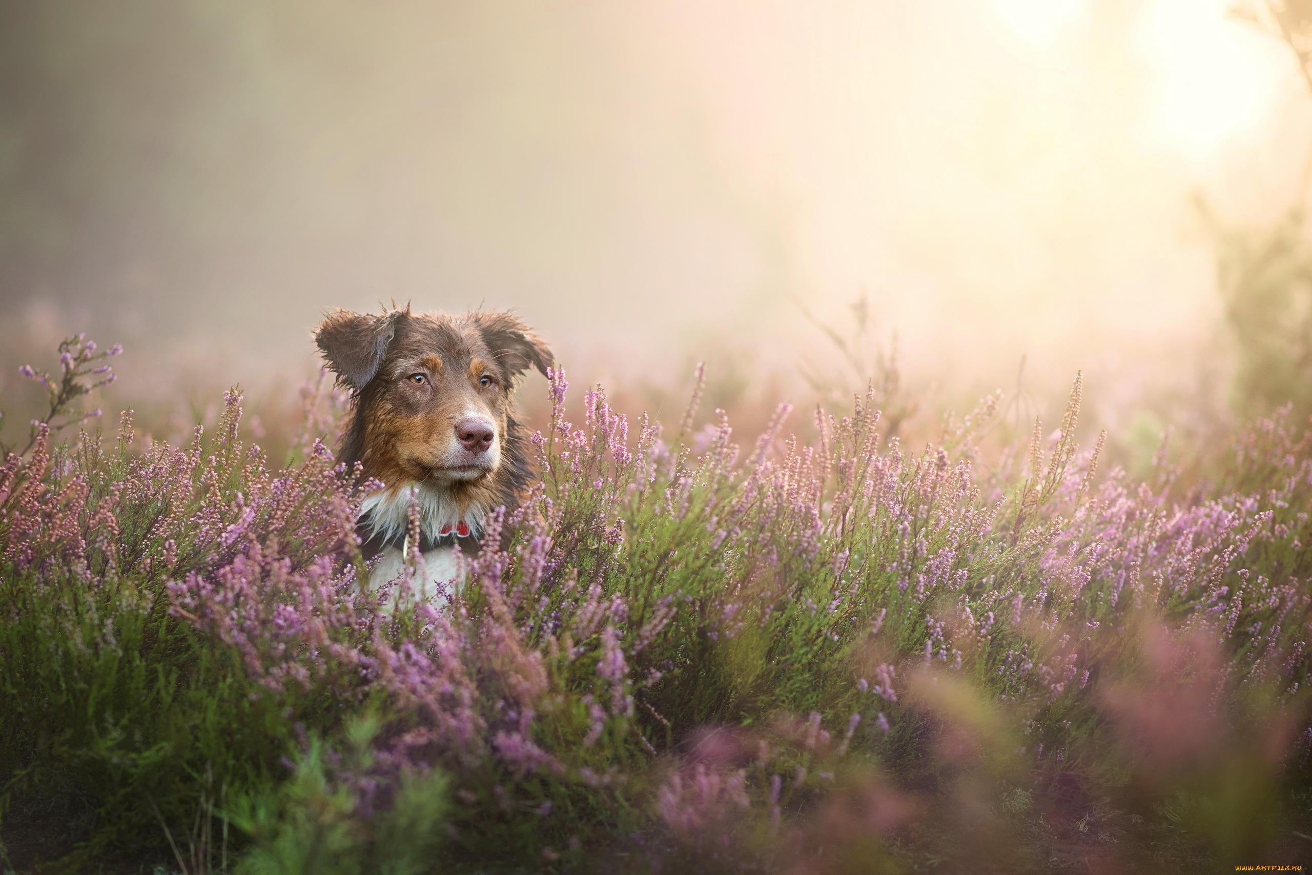 животные, собаки, трава, луг, туман, цветы, пес, собака