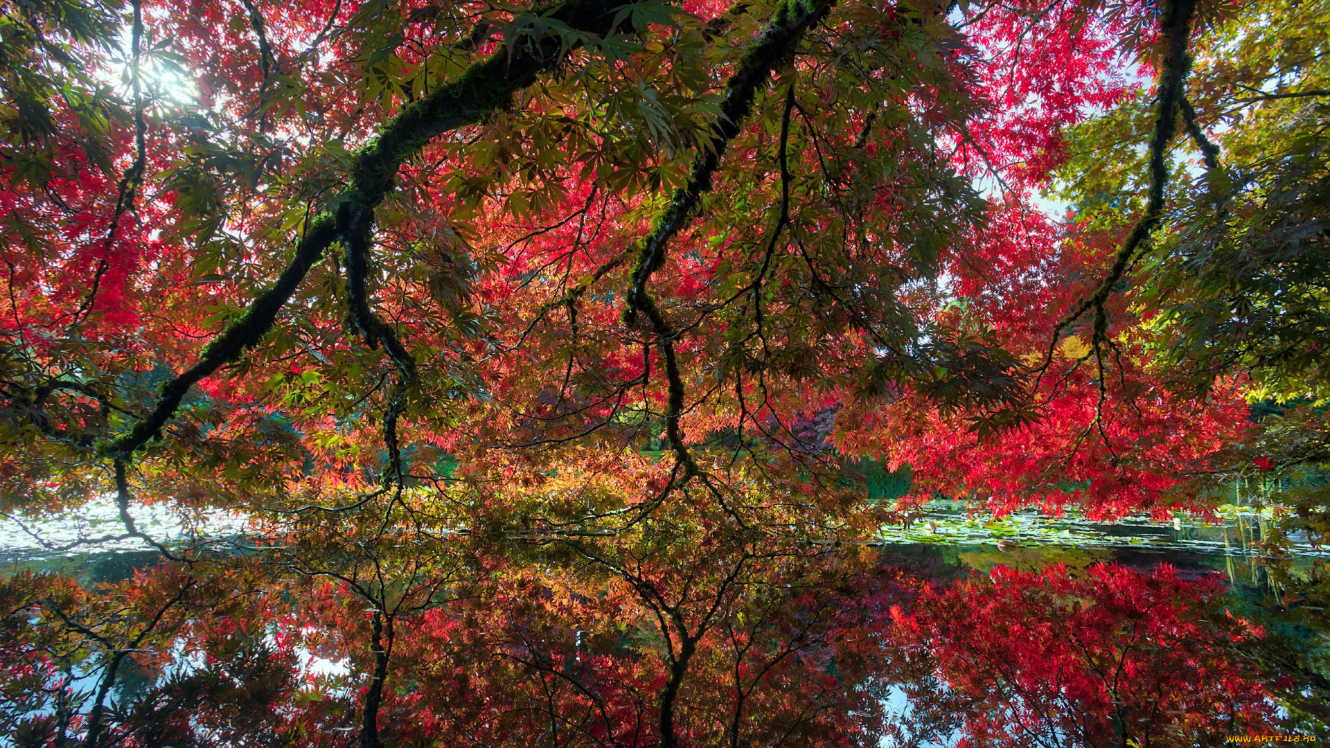 природа, деревья, осень, пруд