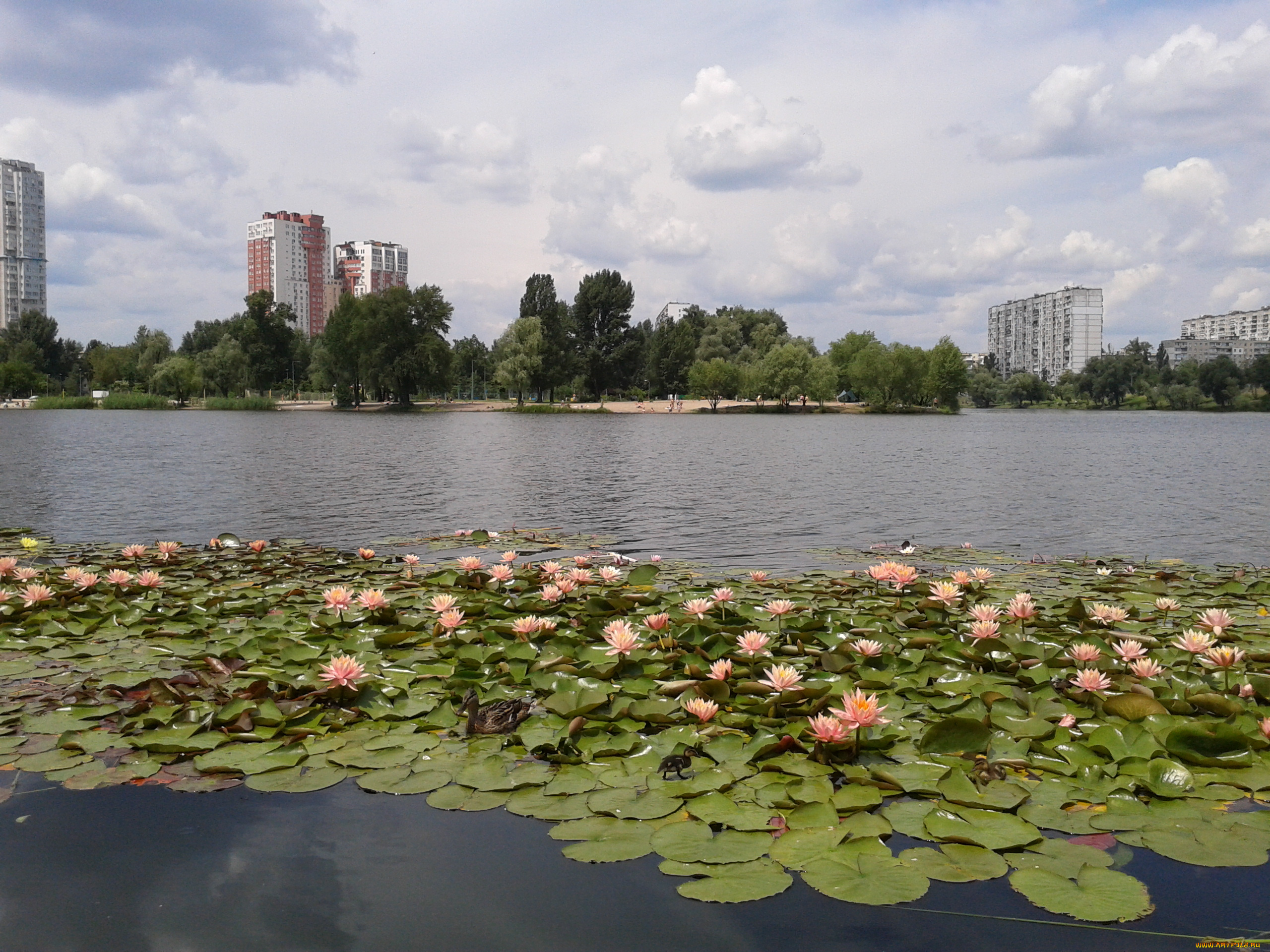 лилии, на, озере, тельбин, в, киеве, города, киев, , украина, лилии, киев, утёнок, лето, озеро, тельбин