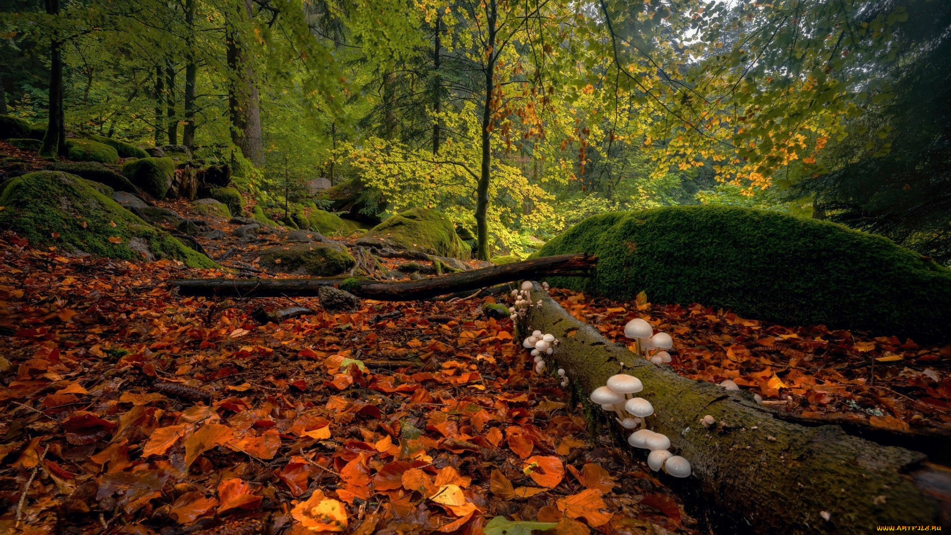 black, forest, germany, природа, грибы, black, forest