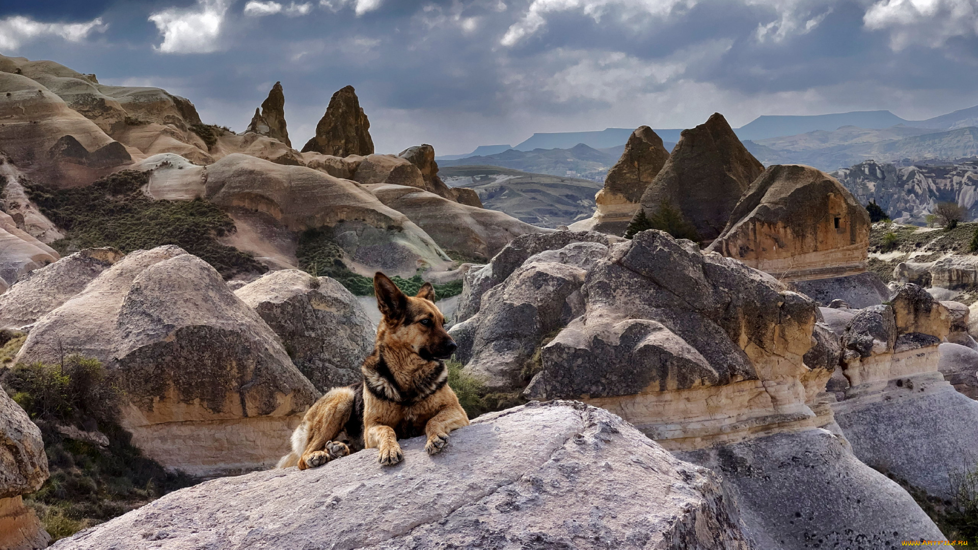 german, shepherd, животные, собаки, german, shepherd