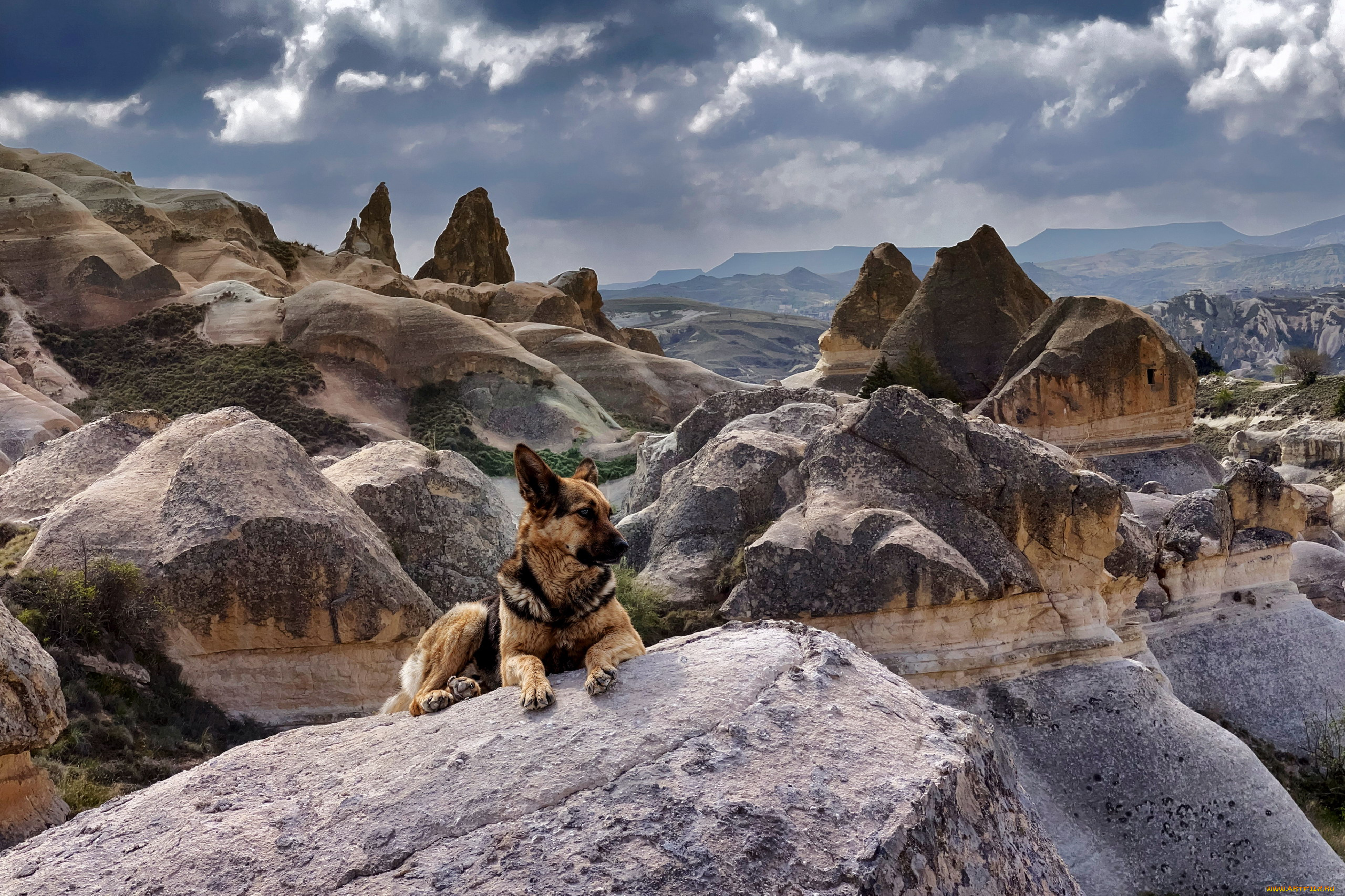 german, shepherd, животные, собаки, german, shepherd