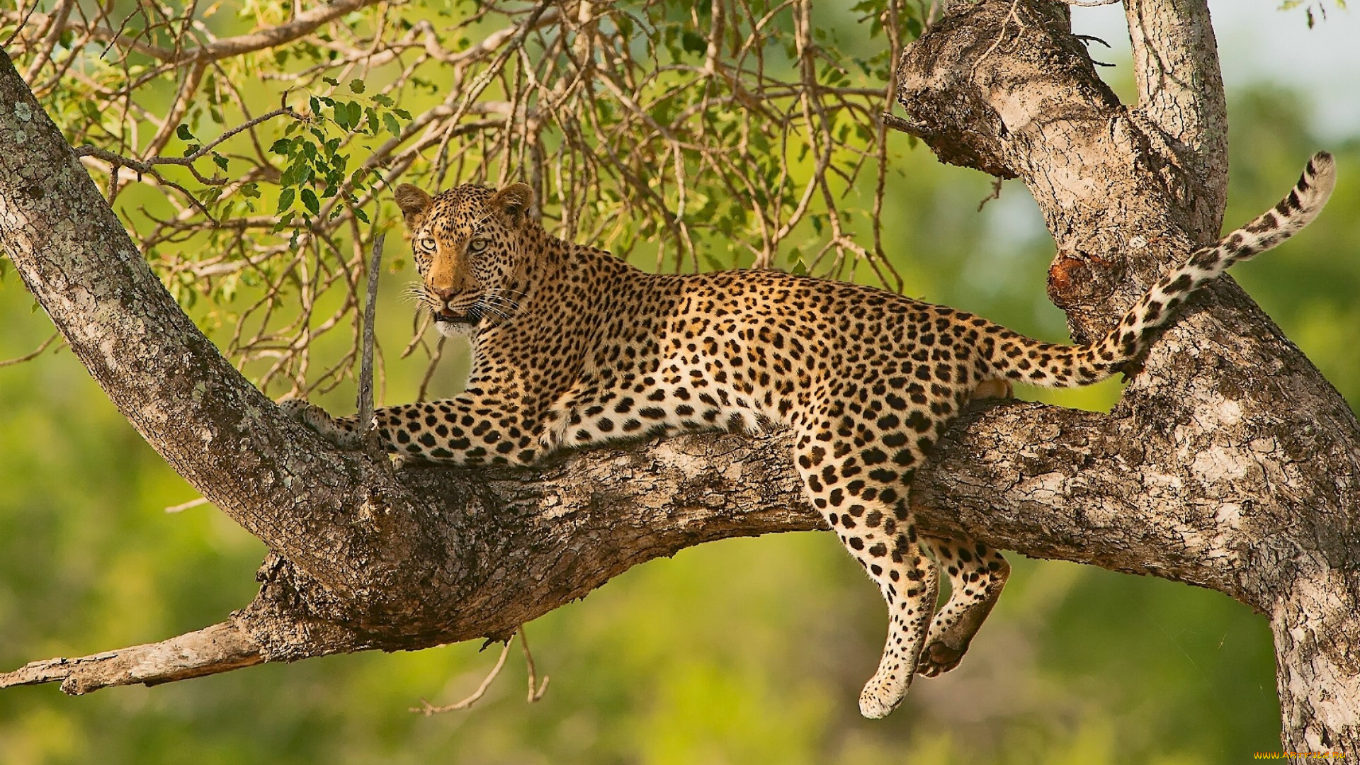 животные, леопарды, отдых, на, дереве, ветки, леопард, дерево, дикая, кошка