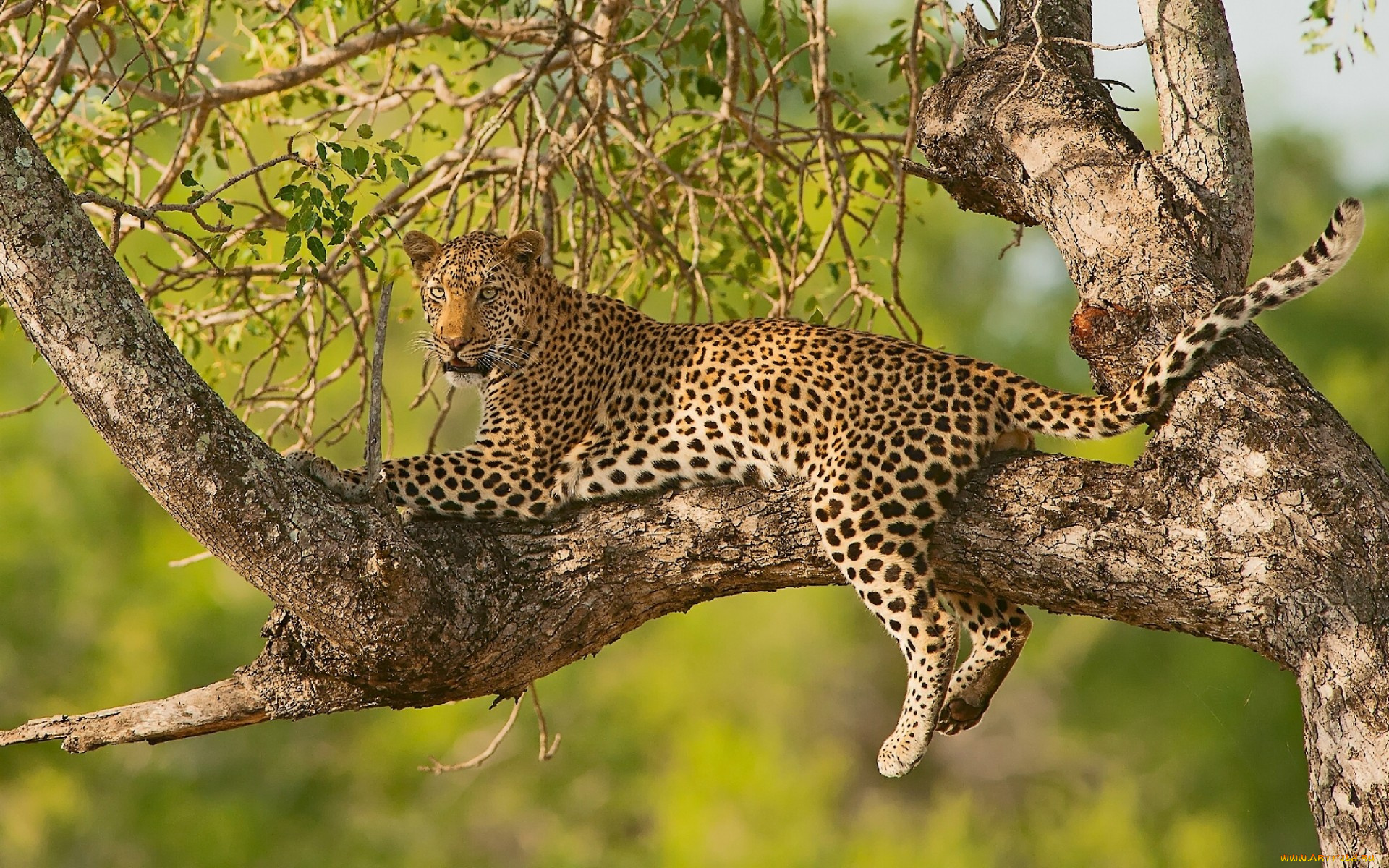 животные, леопарды, отдых, на, дереве, ветки, леопард, дерево, дикая, кошка
