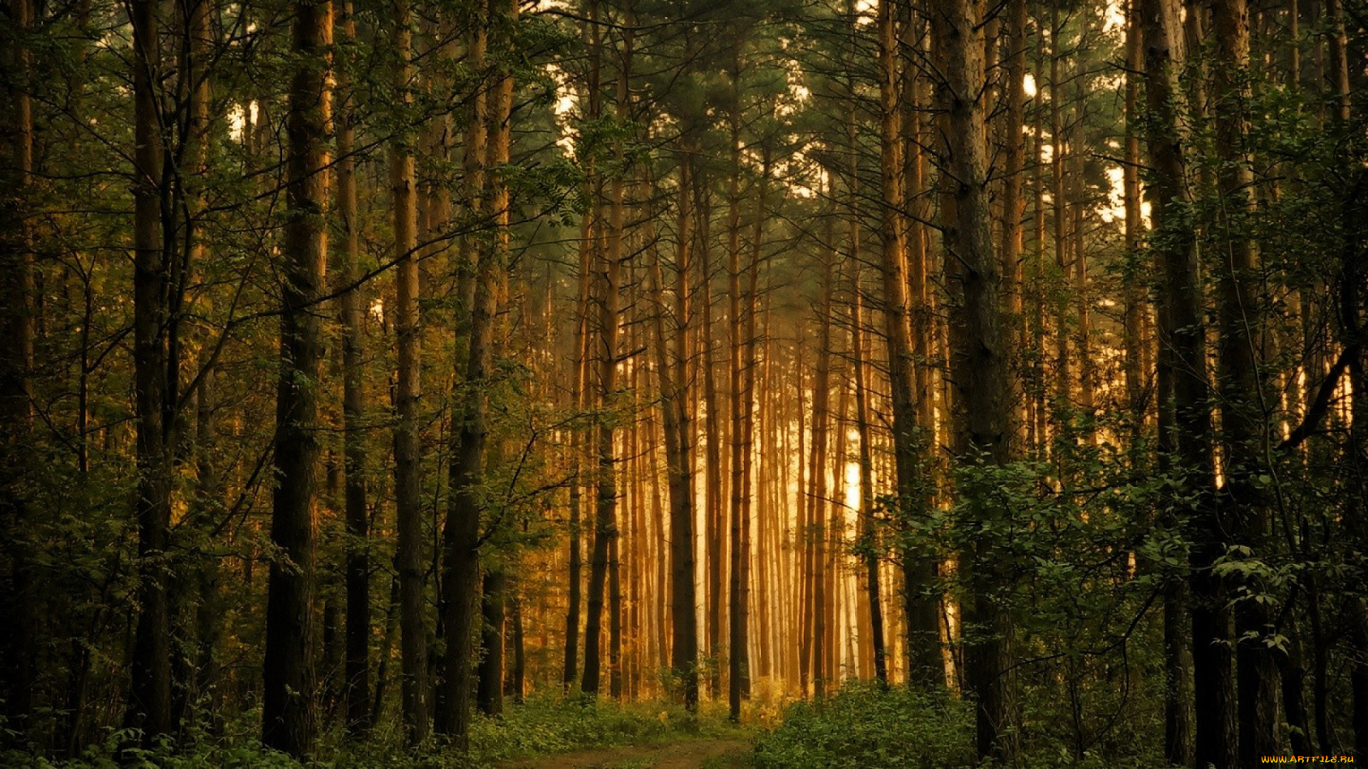 природа, лес, деревья, свет, дорога