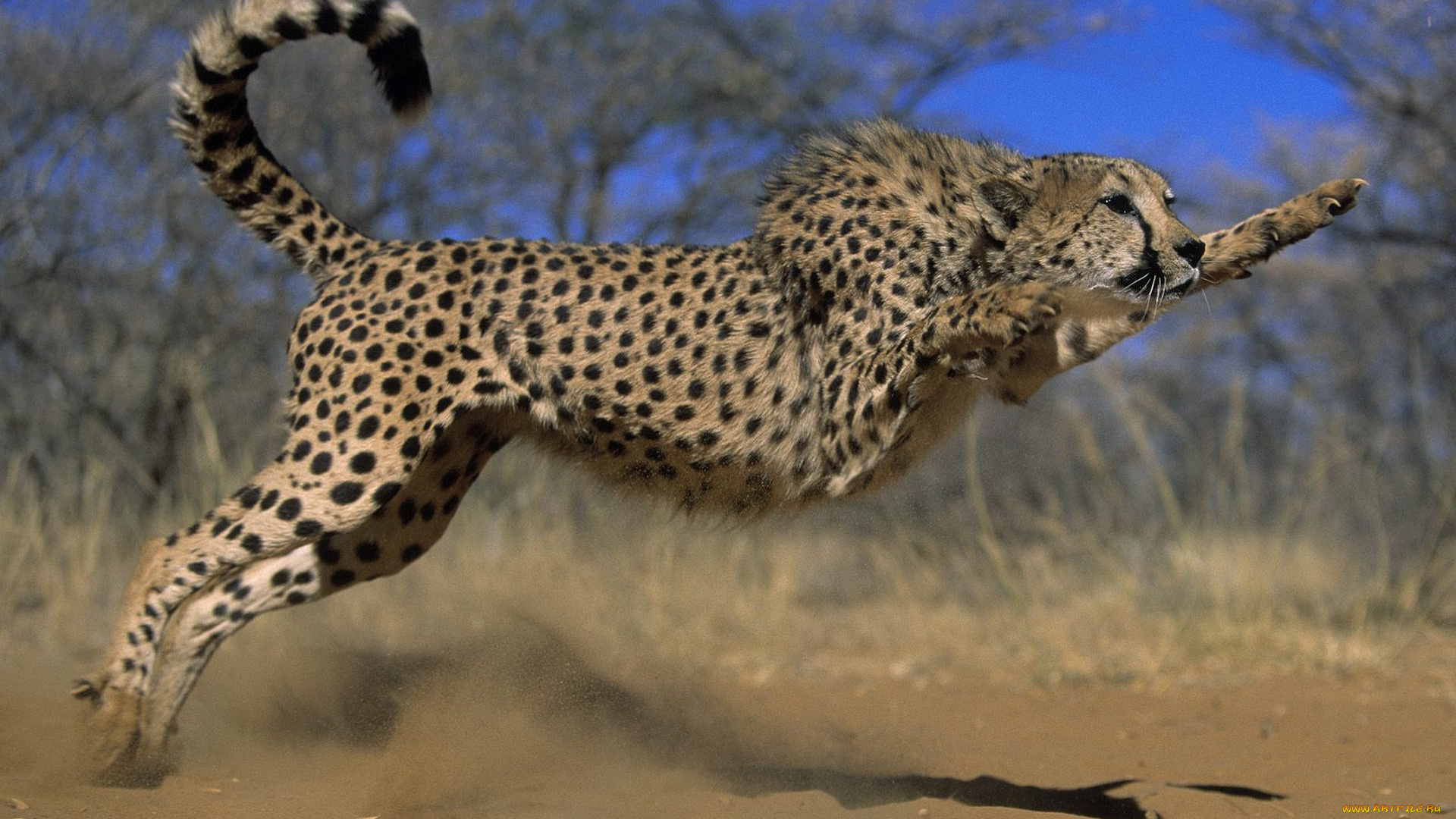 Играющий гепард скачать