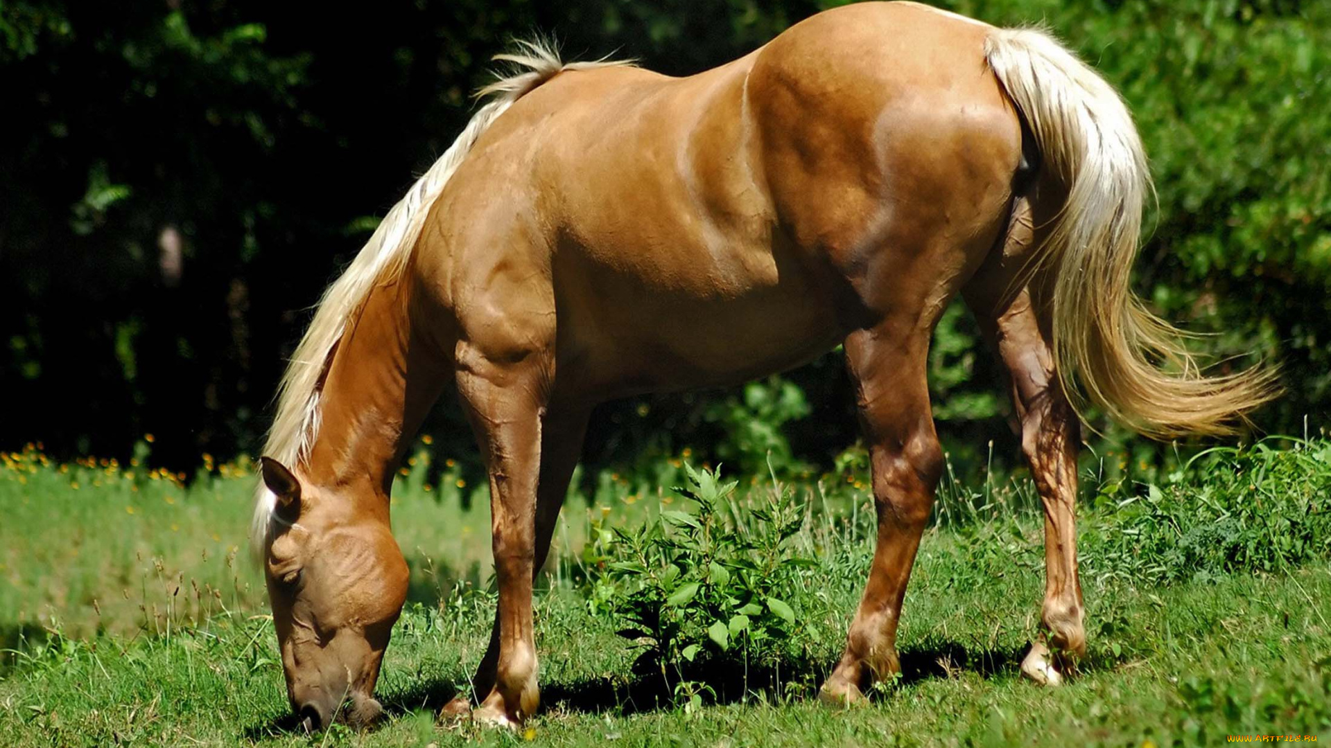 животные, лошади, игреневый, трава, пастбище, конь