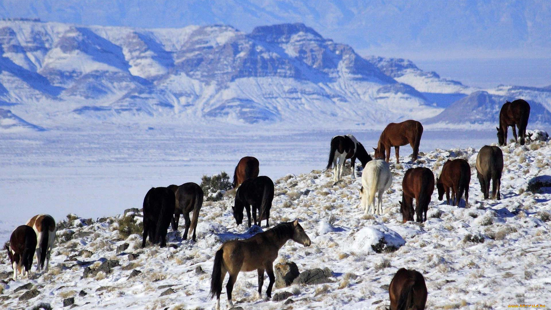 животные, лошади, снег, зима, горы, табун
