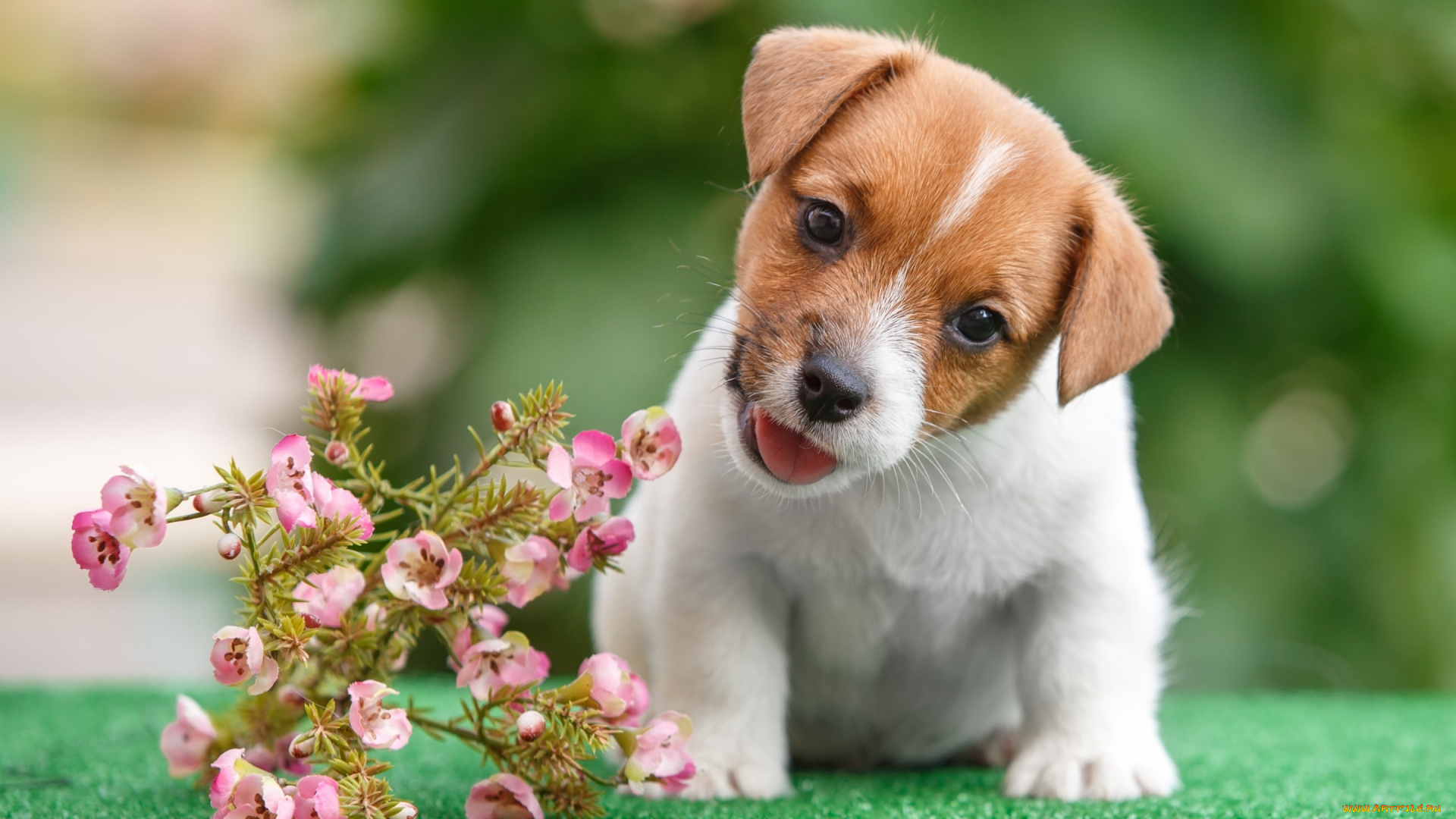 животные, собаки, щенок, цветы