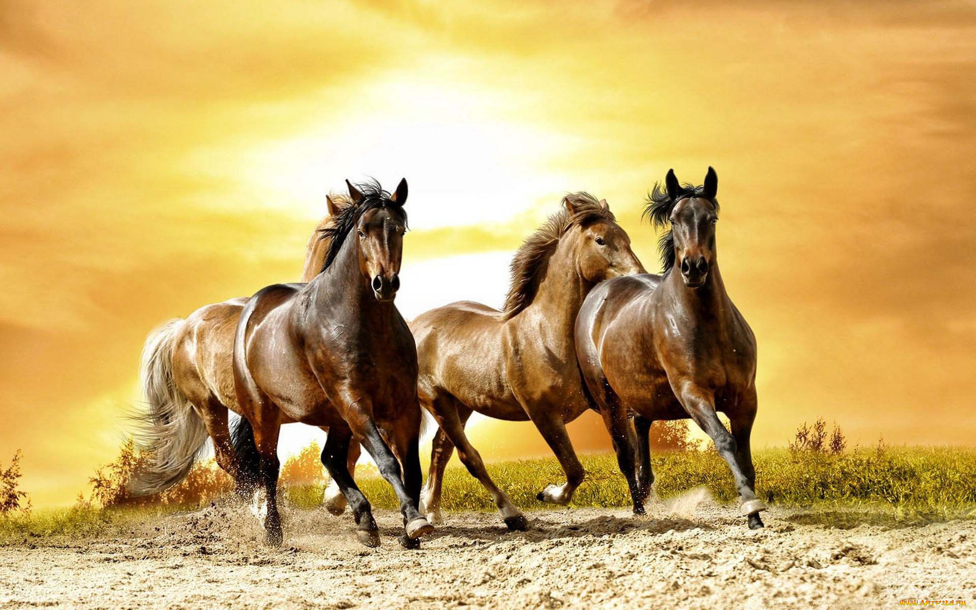 животные, лошади, песок, кони, закат, трава