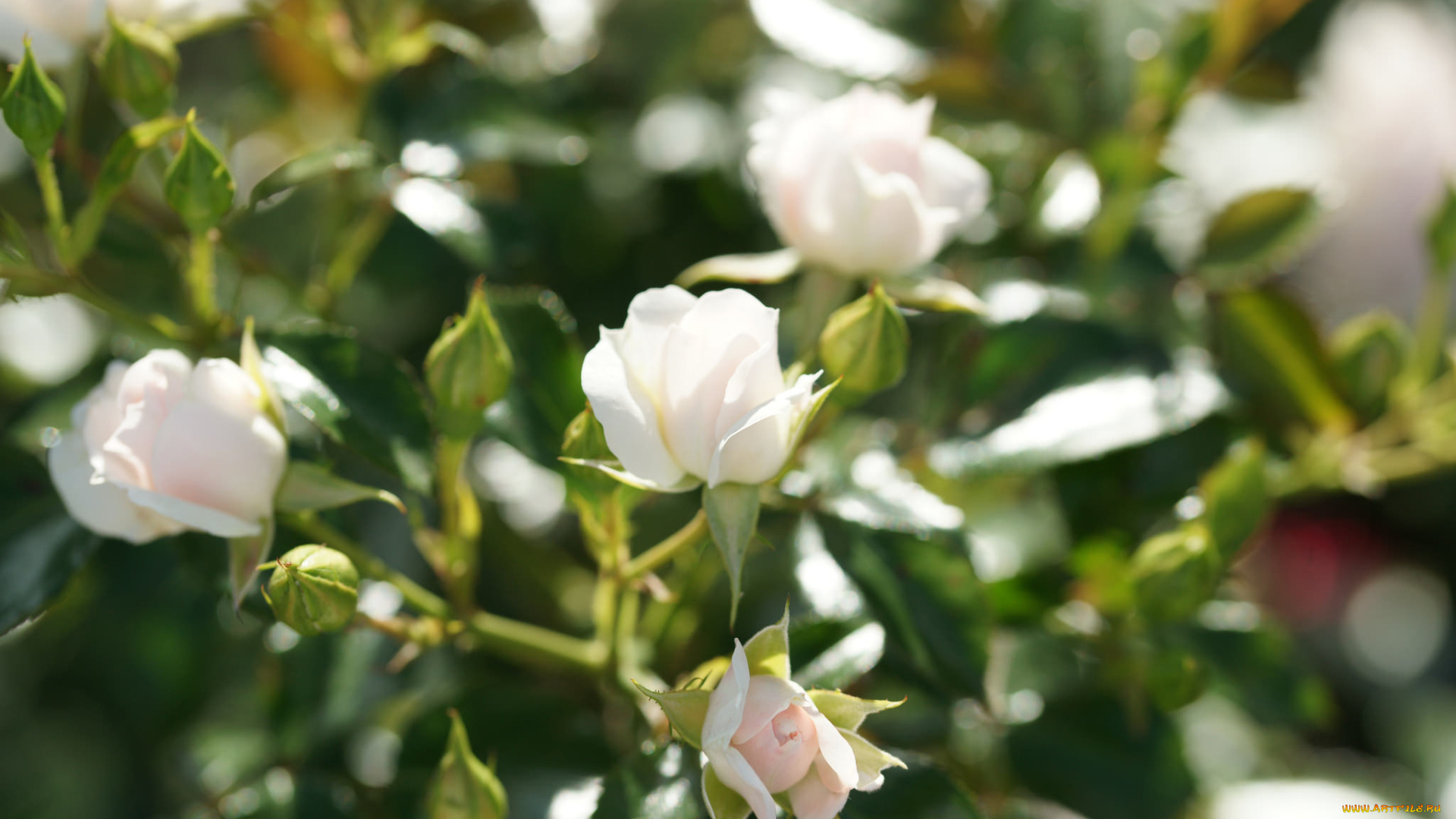 цветы, розы, листья, бутон, лепестки, роза, blossoms, цветение, leaves, petals, bud, rose