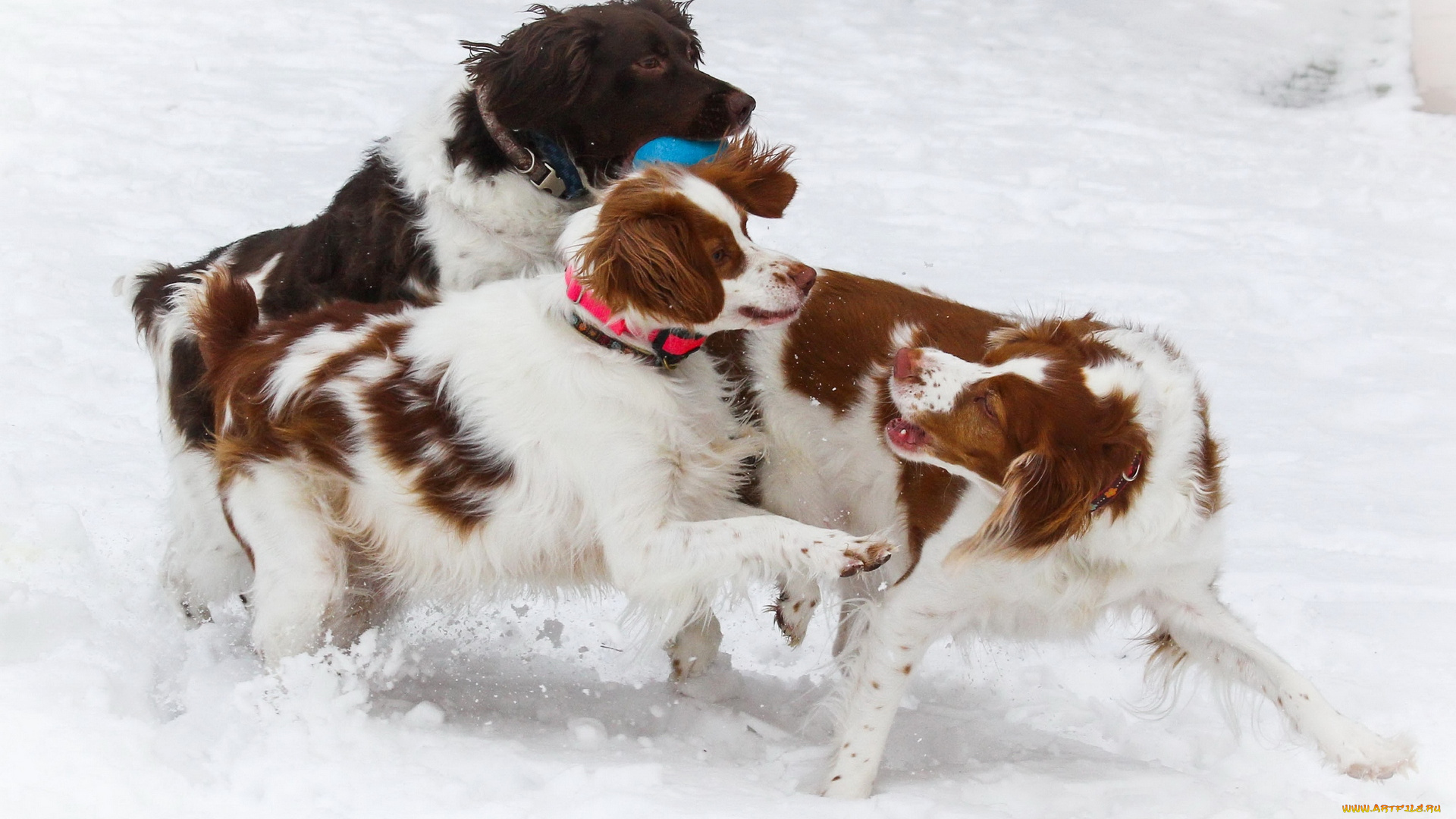 животные, собаки, снег, мяч, трое
