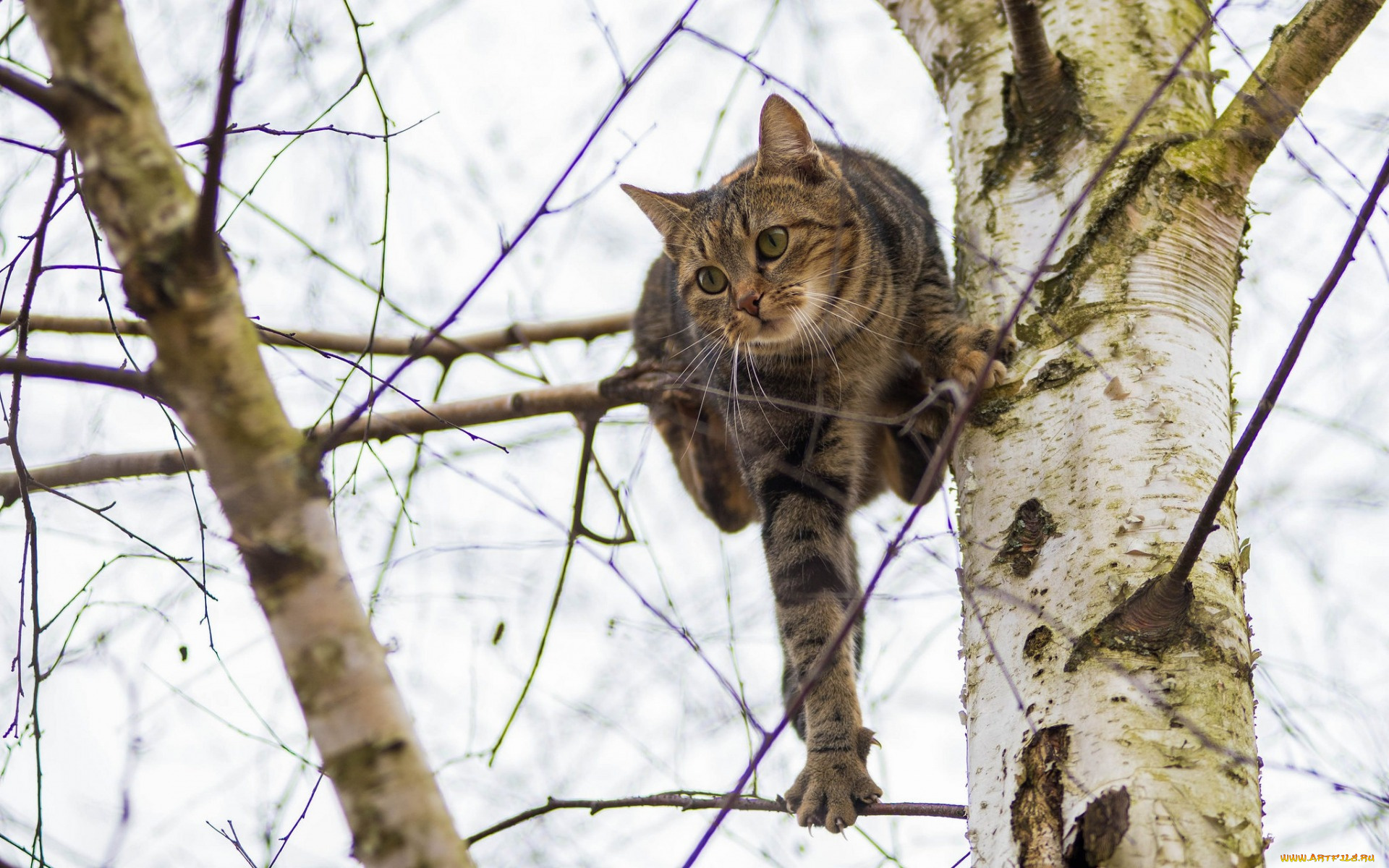 животные, коты, дерево