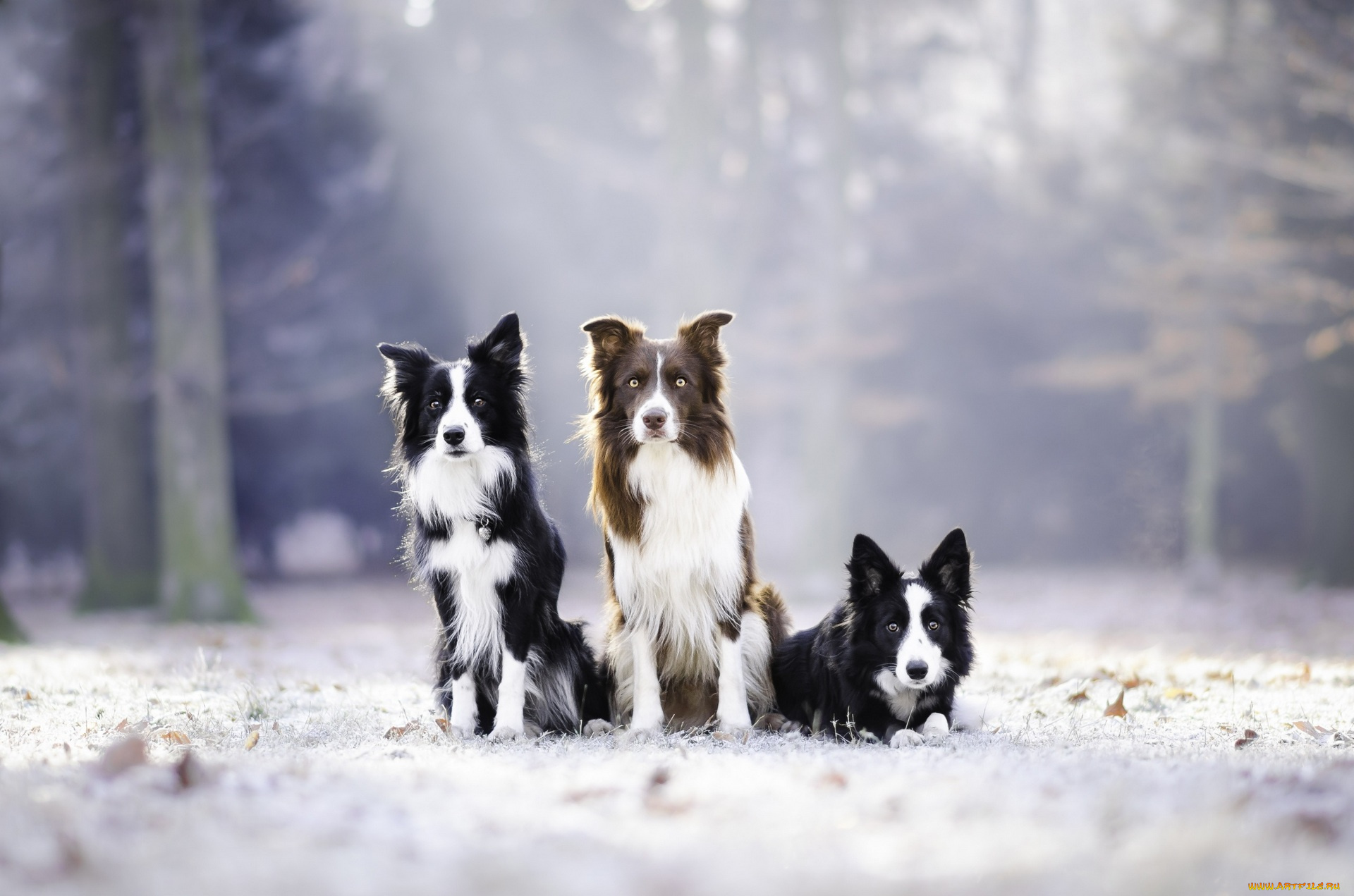животные, собаки, трое, снег
