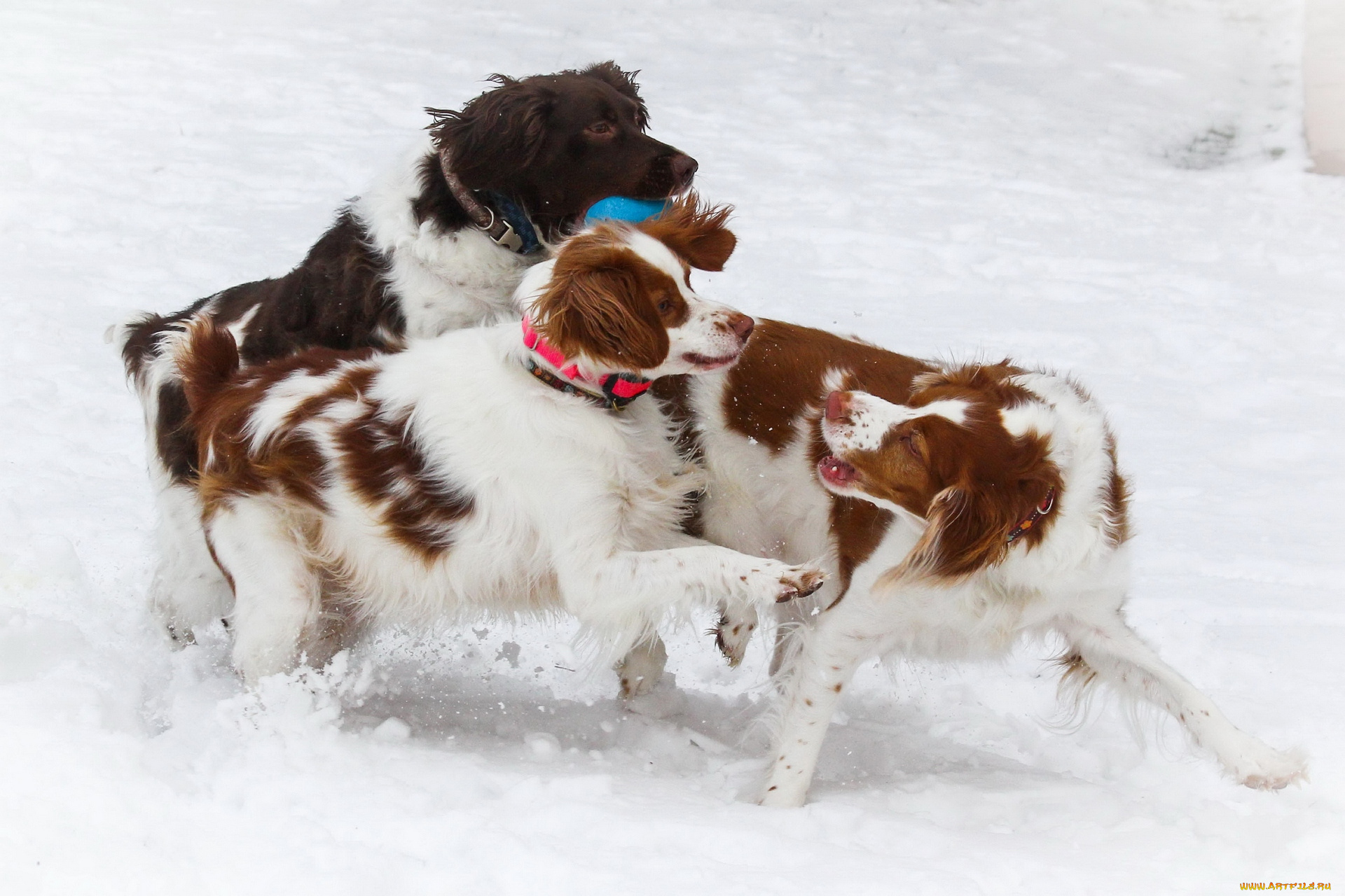 животные, собаки, снег, мяч, трое