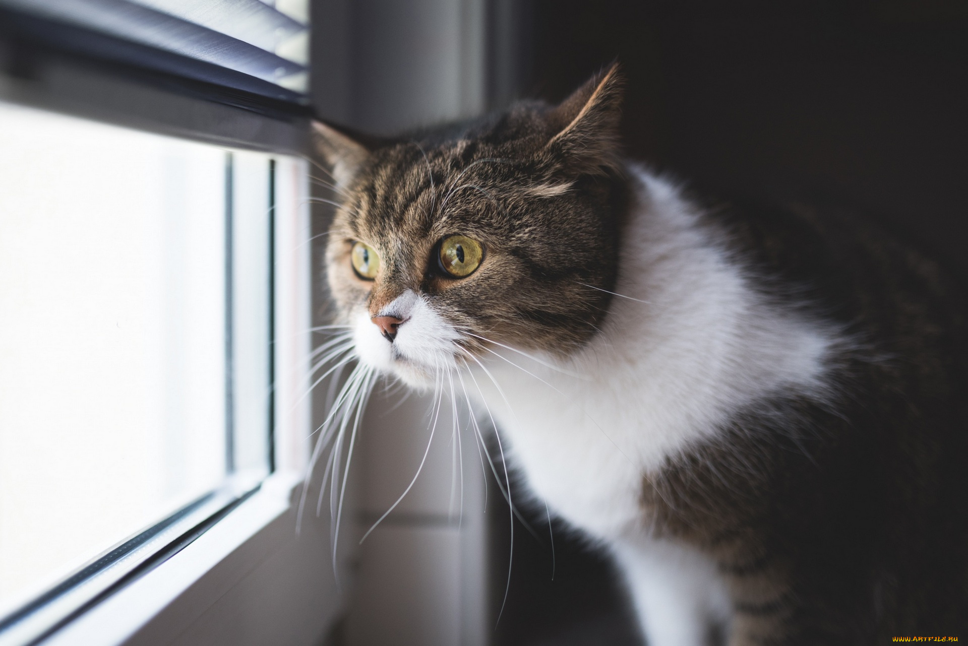 животные, коты, окно