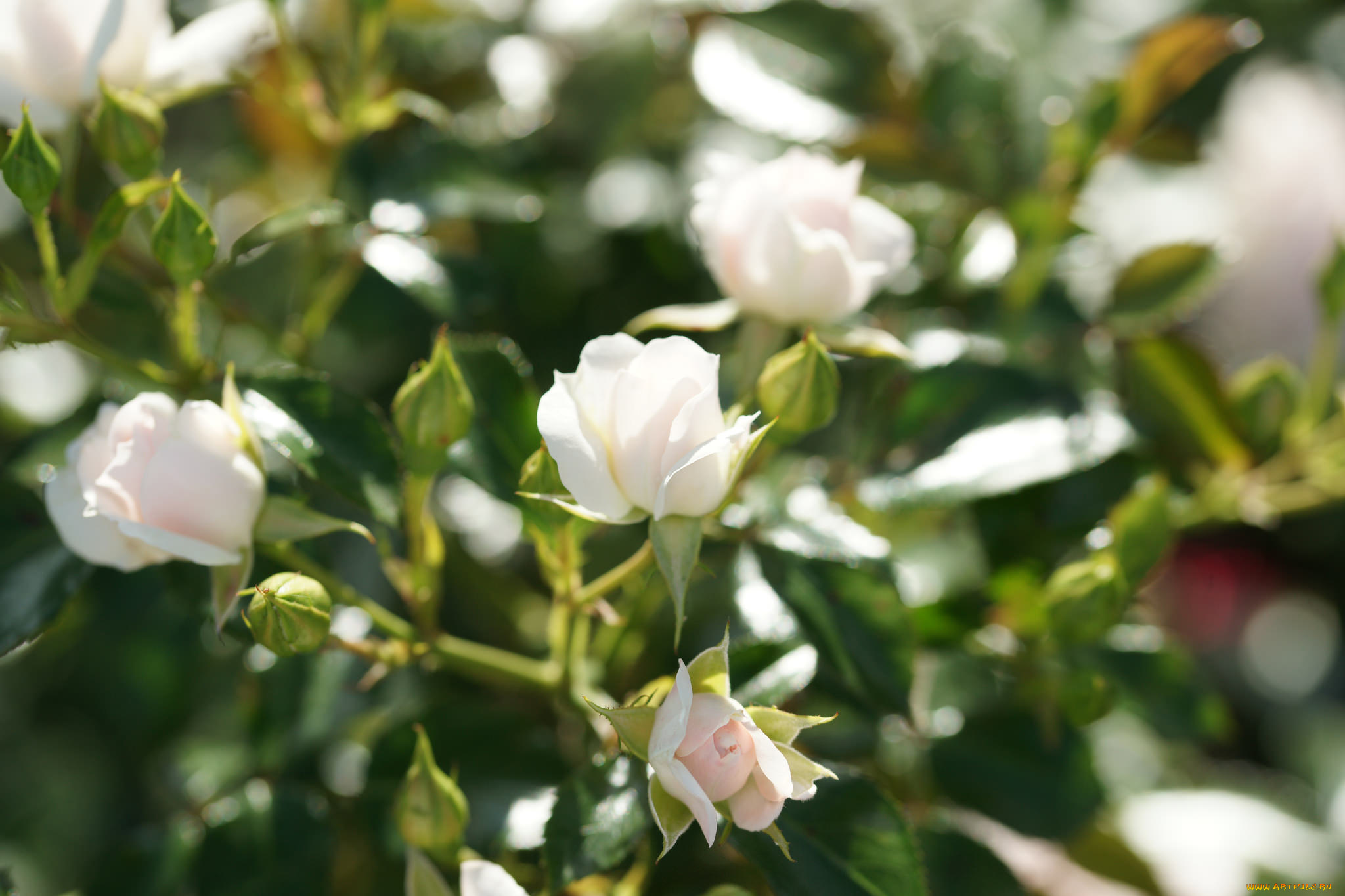 цветы, розы, листья, бутон, лепестки, роза, blossoms, цветение, leaves, petals, bud, rose