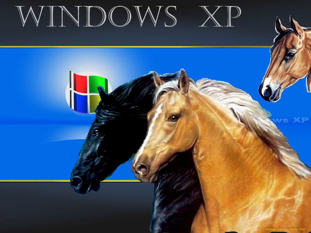 horse, компьютеры, windows, xp