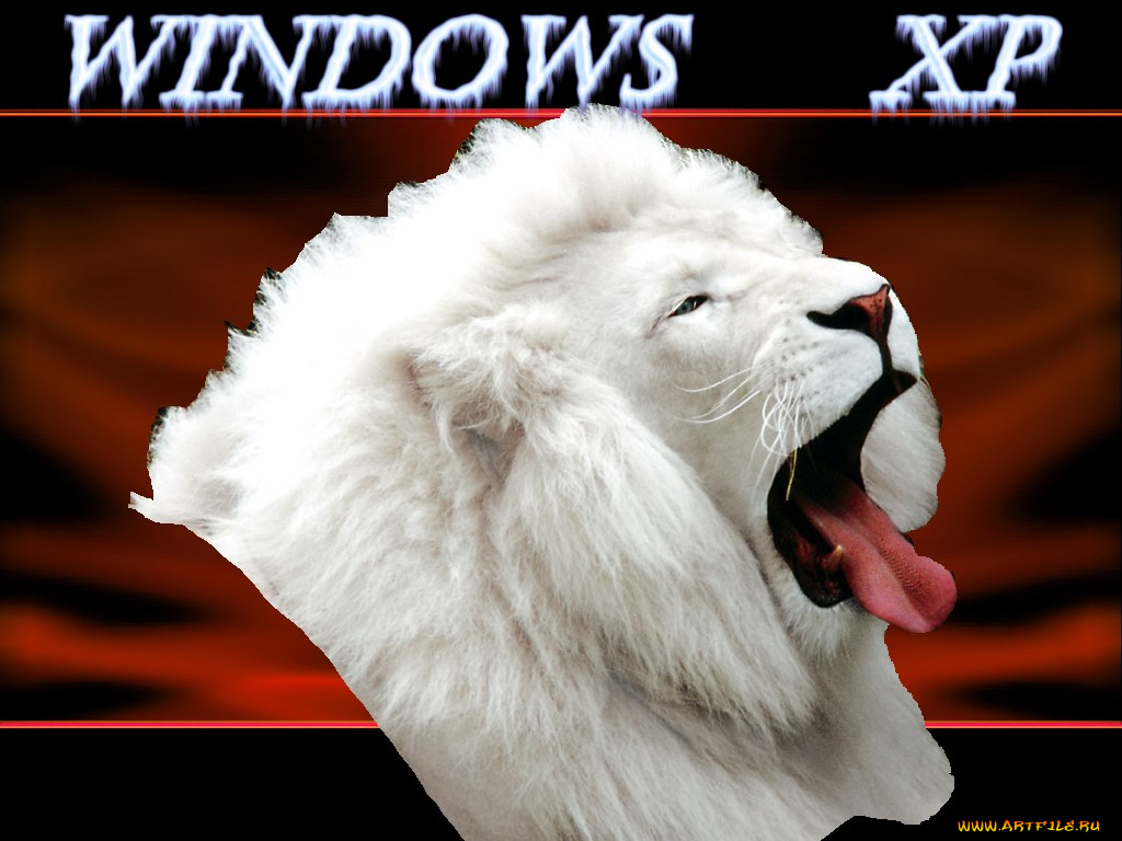 lion, компьютеры, windows, xp