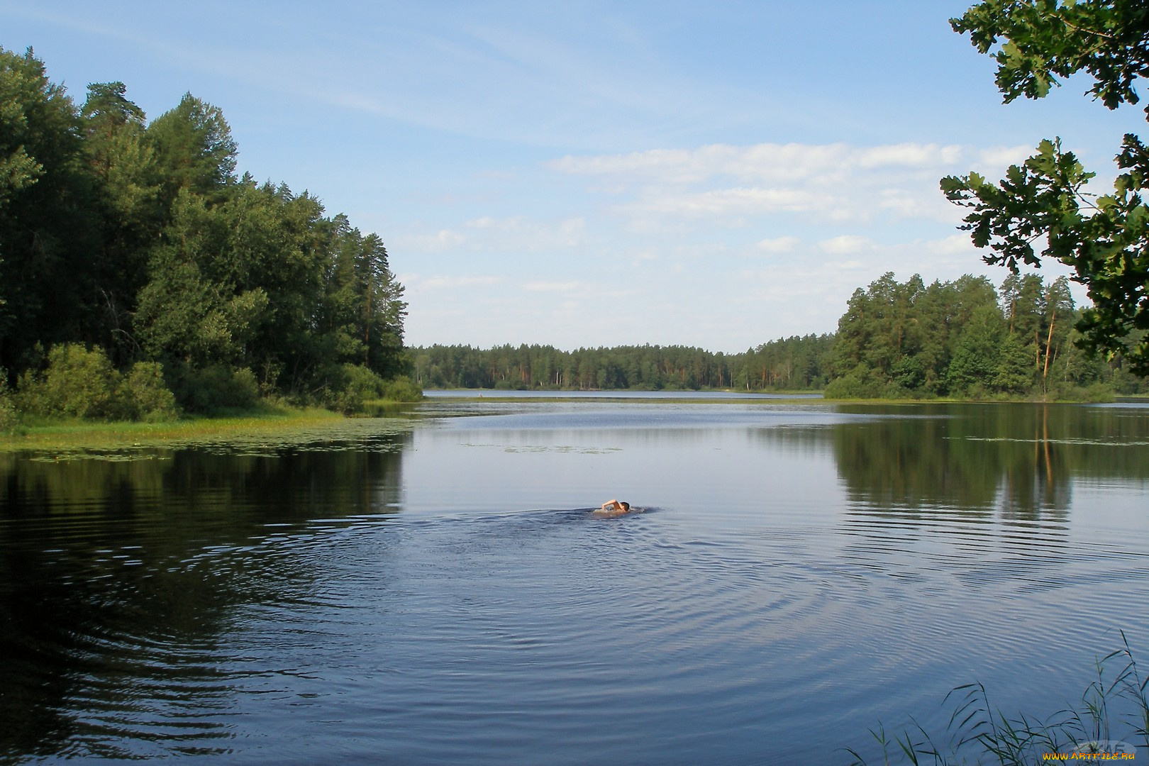 Чарское, озеро, природа, реки, озера, лес, вода, небо, пловец