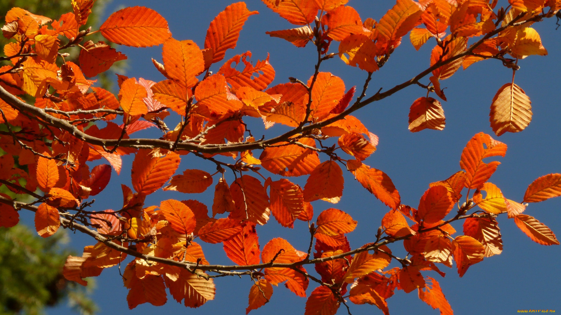 природа, листья, ветка, осень