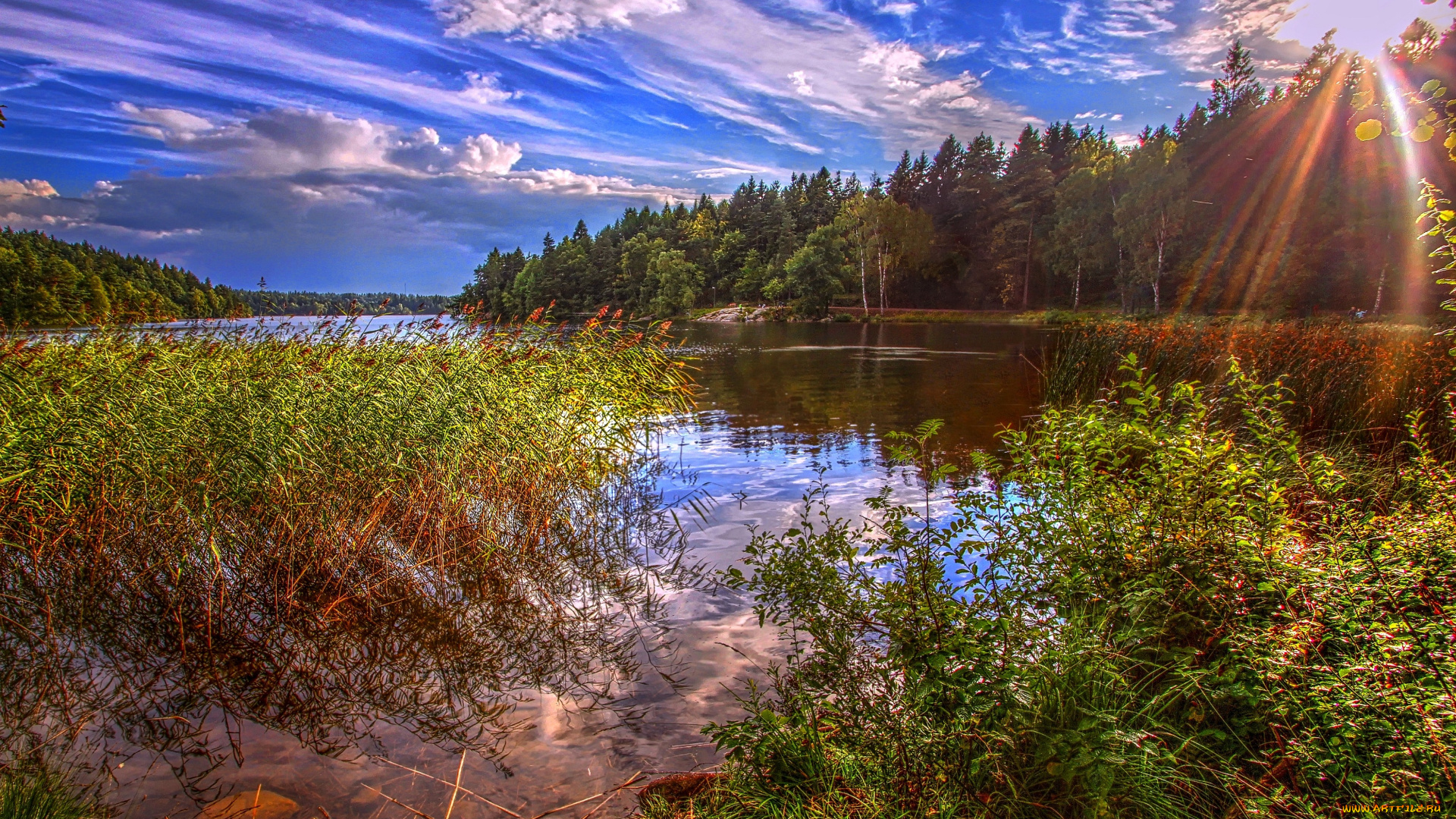 природа, реки, озера, солнце, лес, вода, заросли