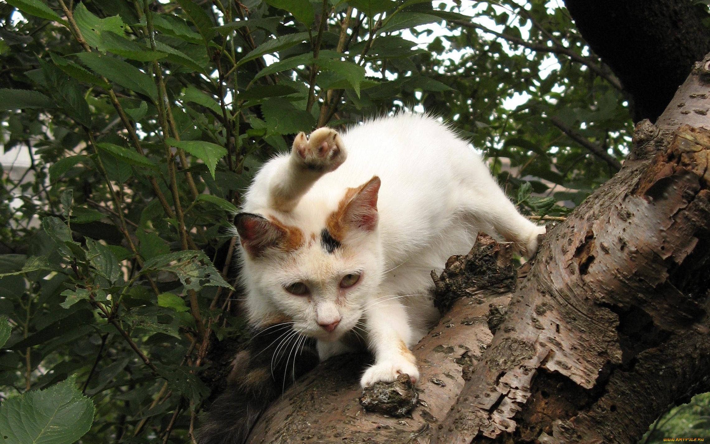 животные, коты, дерево