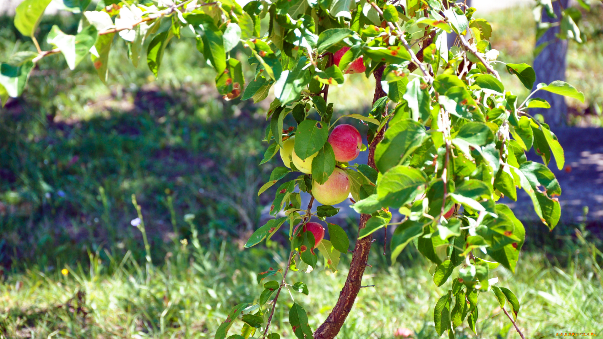 природа, плоды, яблоко, лето, дерево