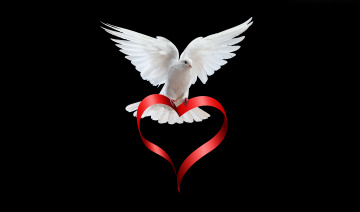 Картинка праздничные день св валентина сердечки любовь лента сердце голубь птица