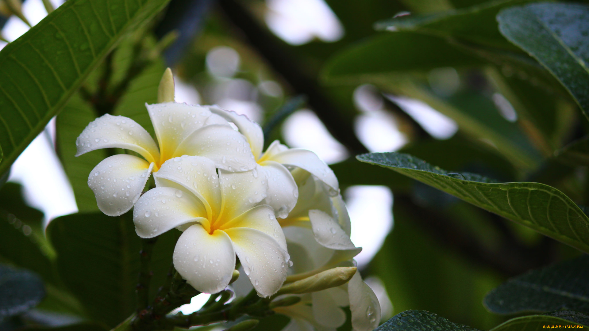 цветы, плюмерия, природа, лепестки, бабочка, дерево, plumeria