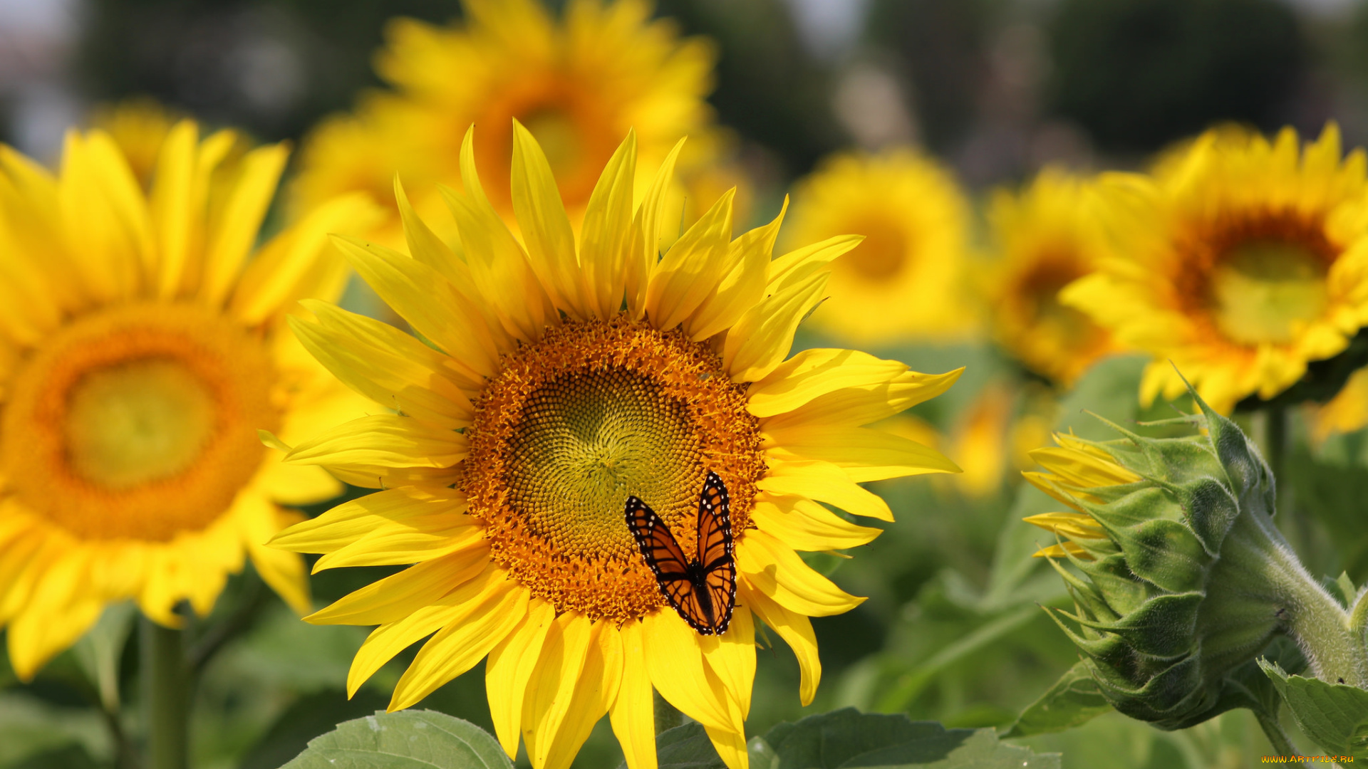 цветы, подсолнухи, butterfly, sunflowers, field, бабочка, поле