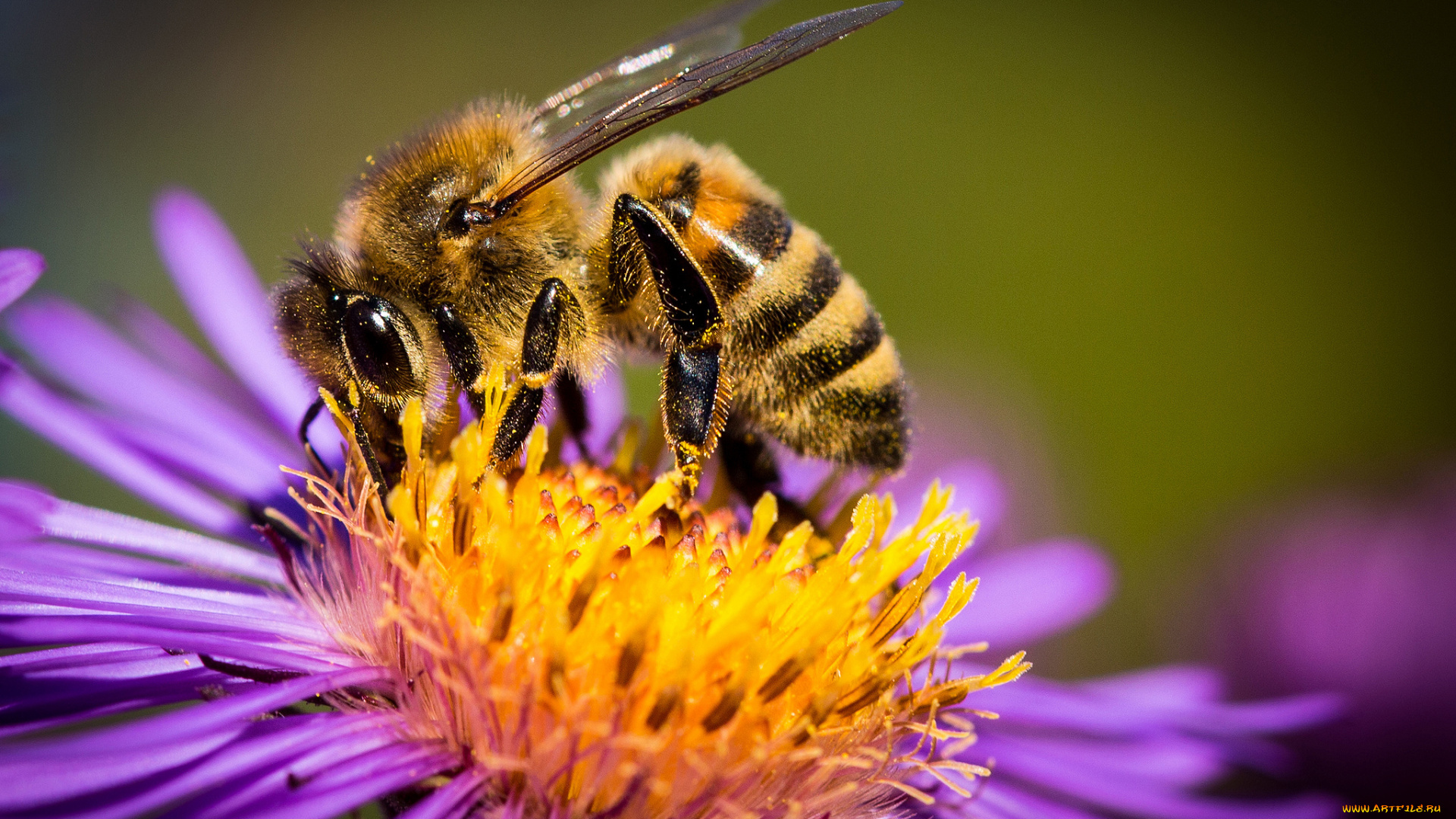 животные, пчелы, , осы, , шмели, пыльца, цветок, пчела, макро