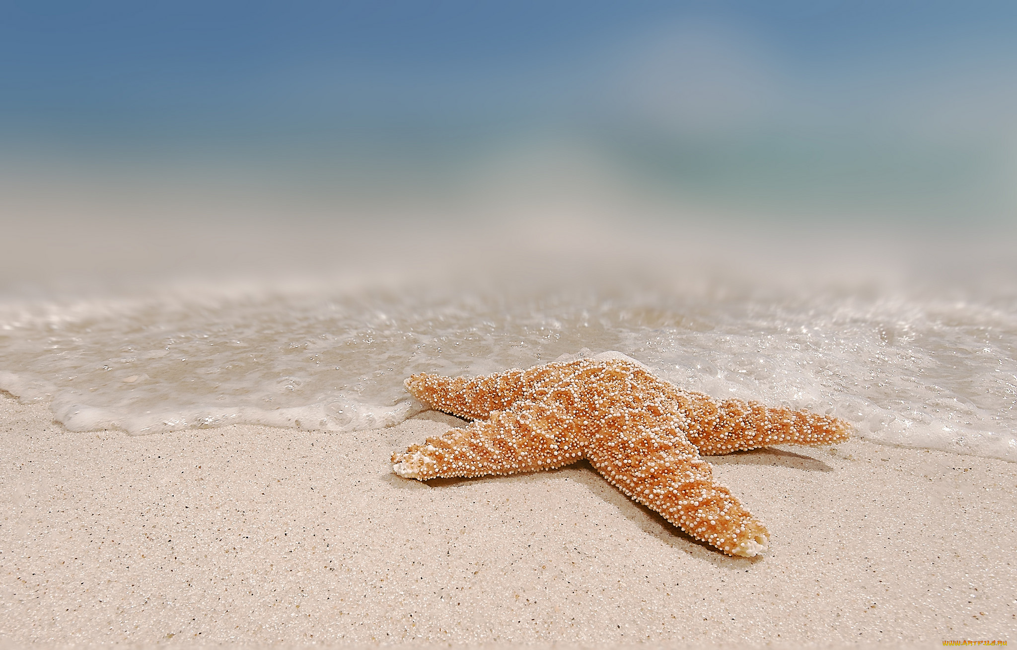 Ракушка морская звезда. Морская звезда. Море песок. Морская звезда в море. Морская звезда на берегу.