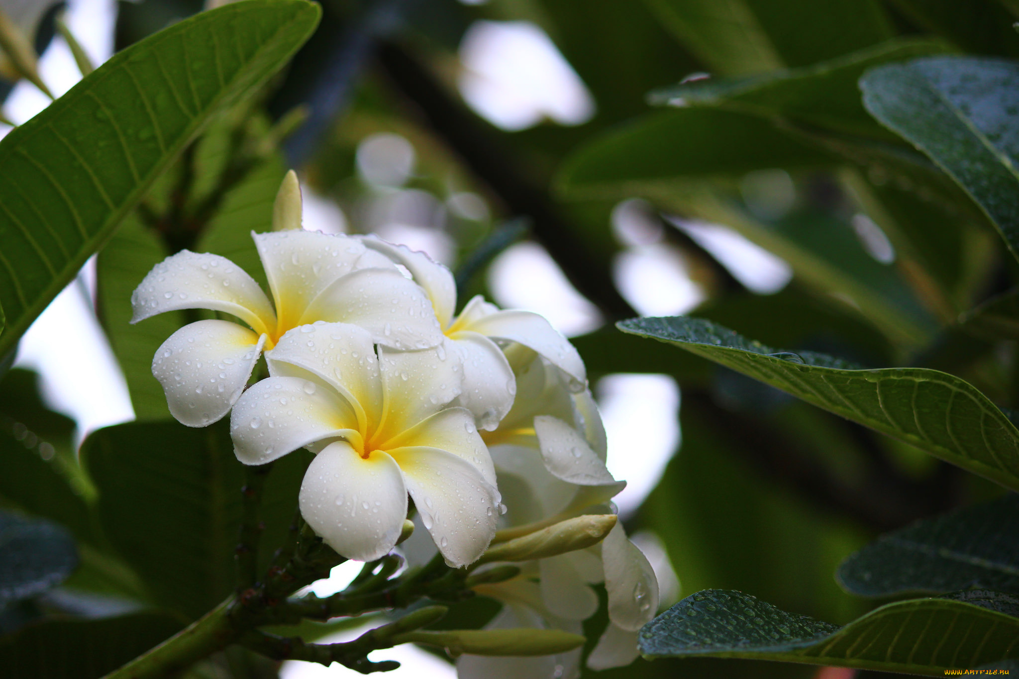 цветы, плюмерия, природа, лепестки, бабочка, дерево, plumeria