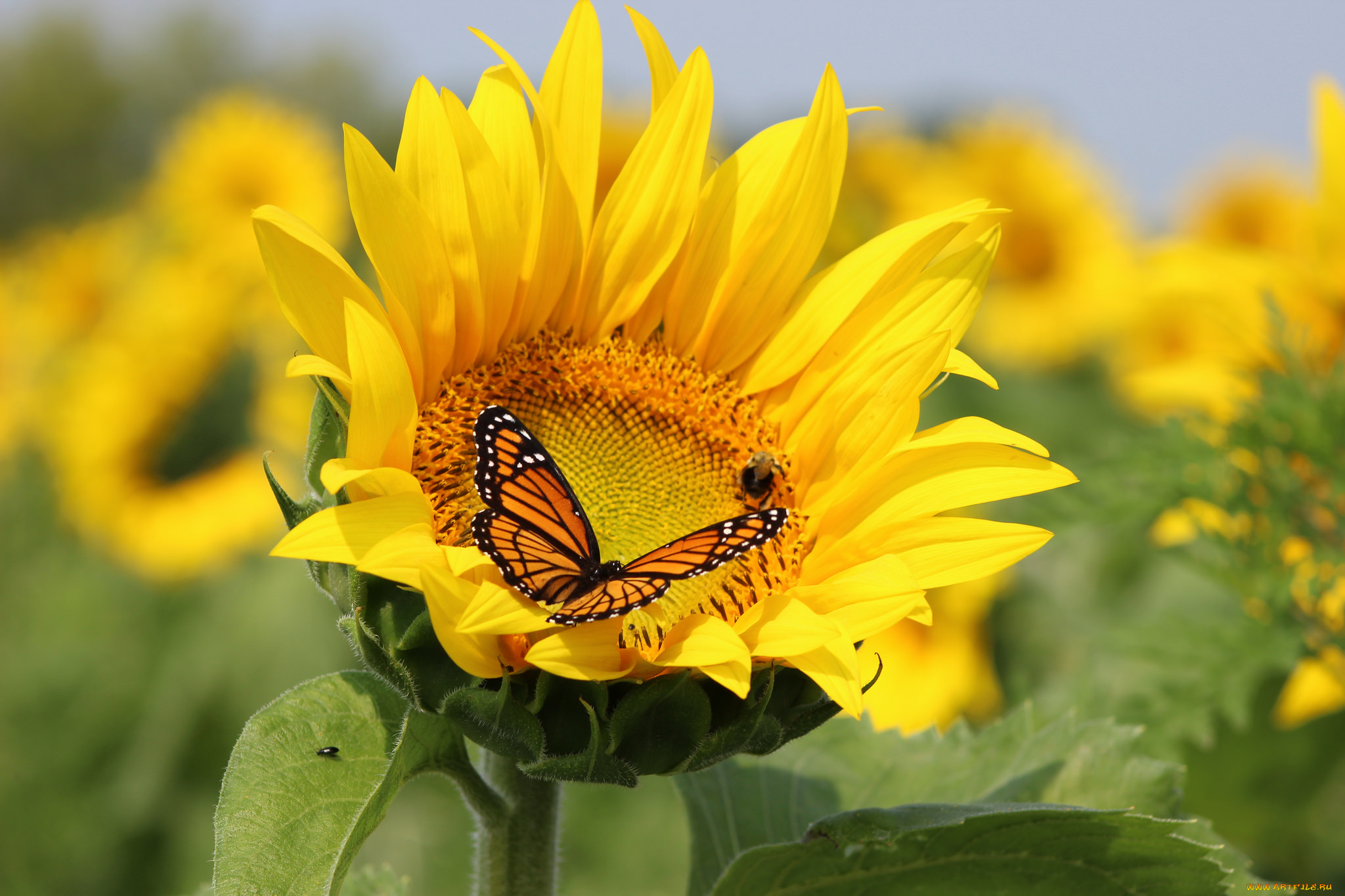 цветы, подсолнухи, бабочка, sunflowers, field, поле, butterfly