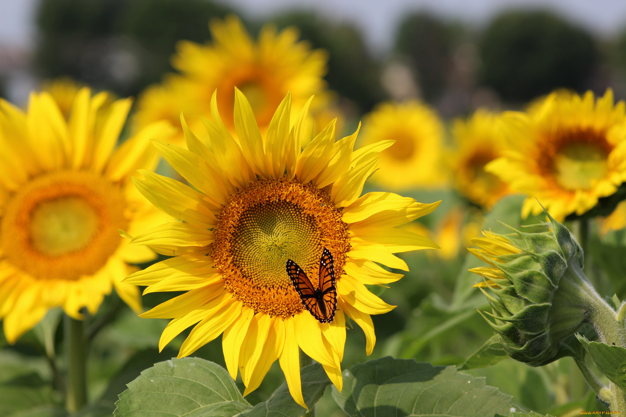 цветы, подсолнухи, butterfly, sunflowers, field, бабочка, поле