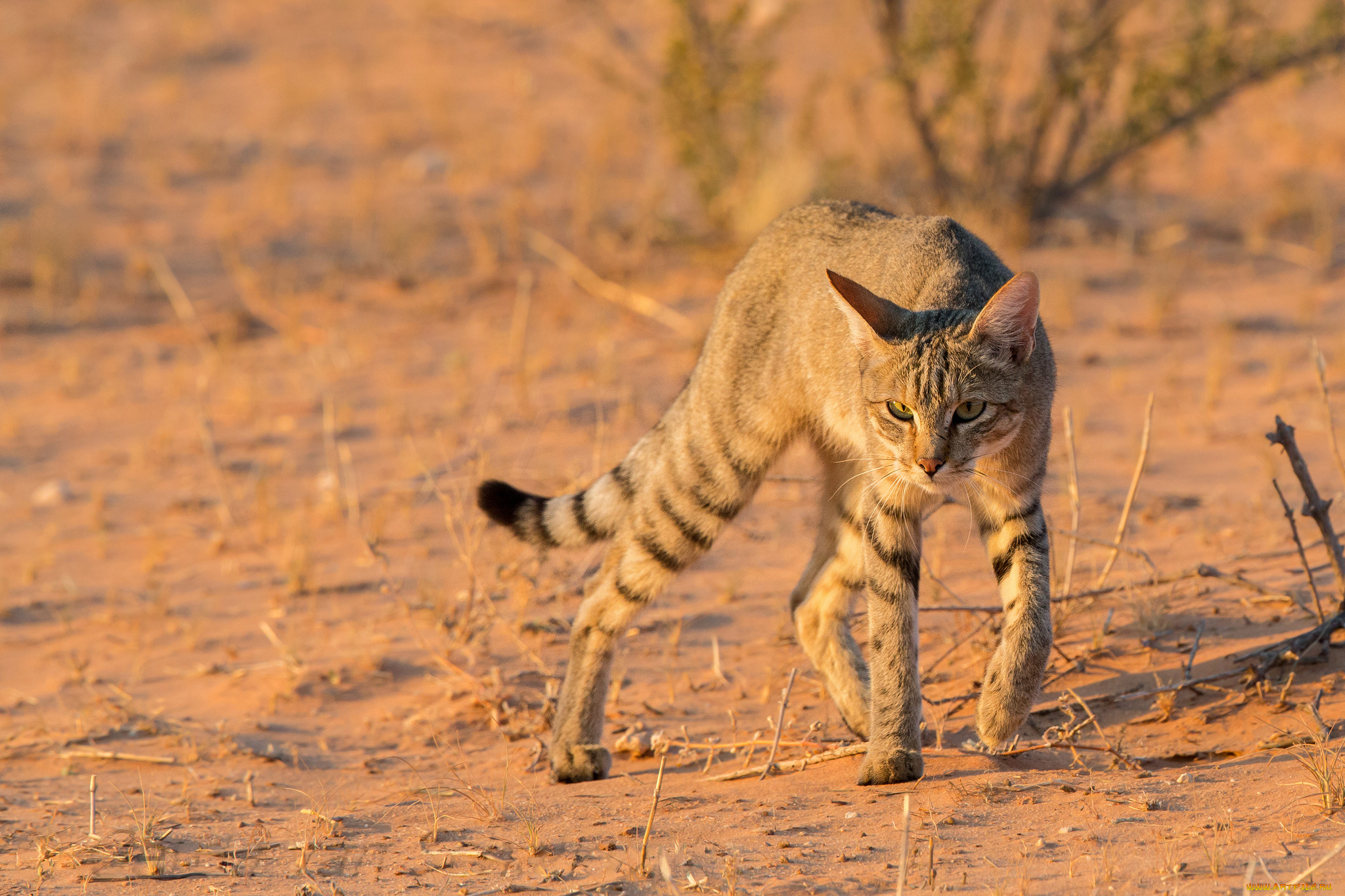 Коте назад. Степной кот Felis Silvestris lybica. Степной кот Felis Libyca (Forster, 1780). Степная кошка (Felis Libyca). Дикая Буланая нубийская кошка.