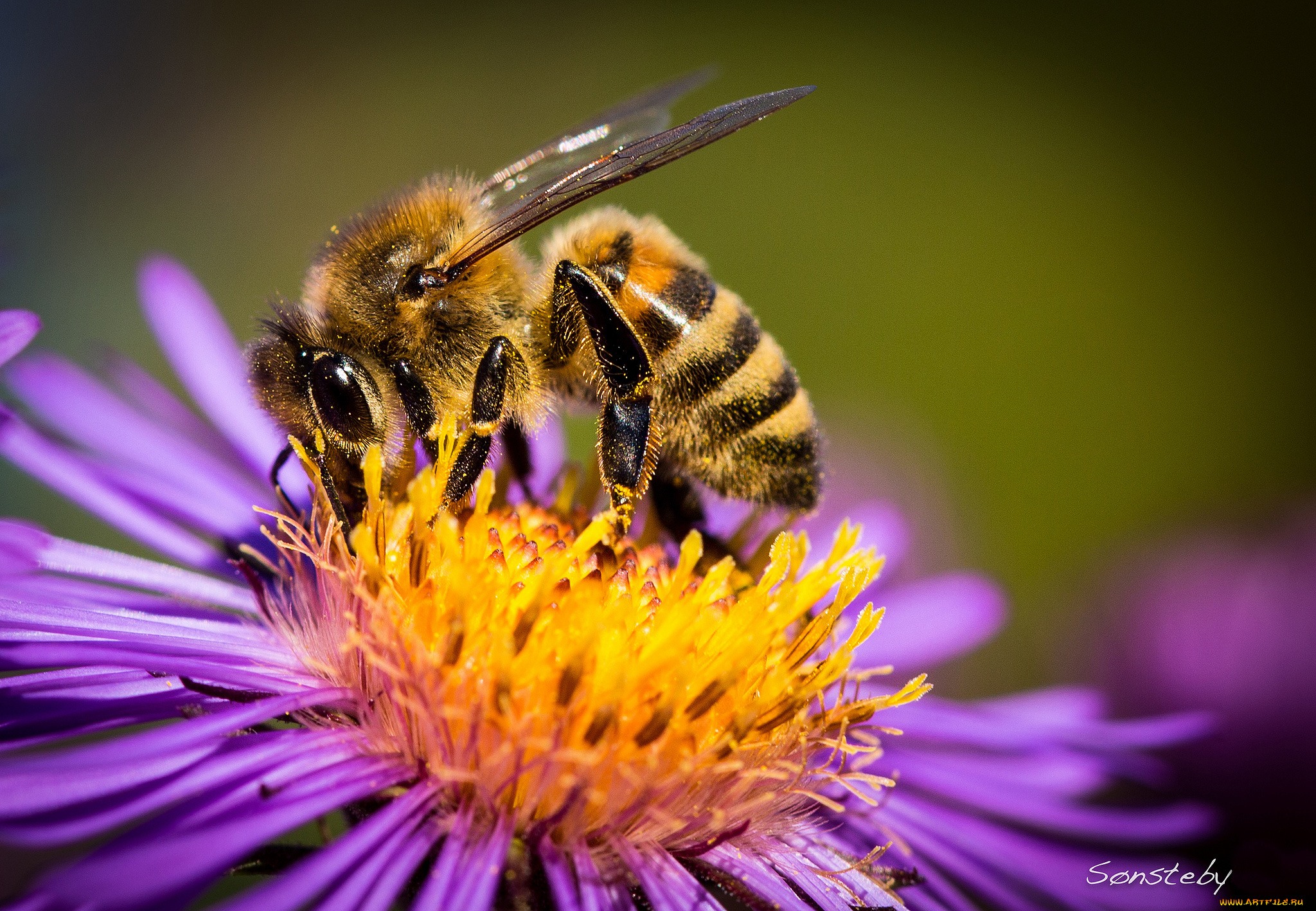животные, пчелы, , осы, , шмели, пыльца, цветок, пчела, макро