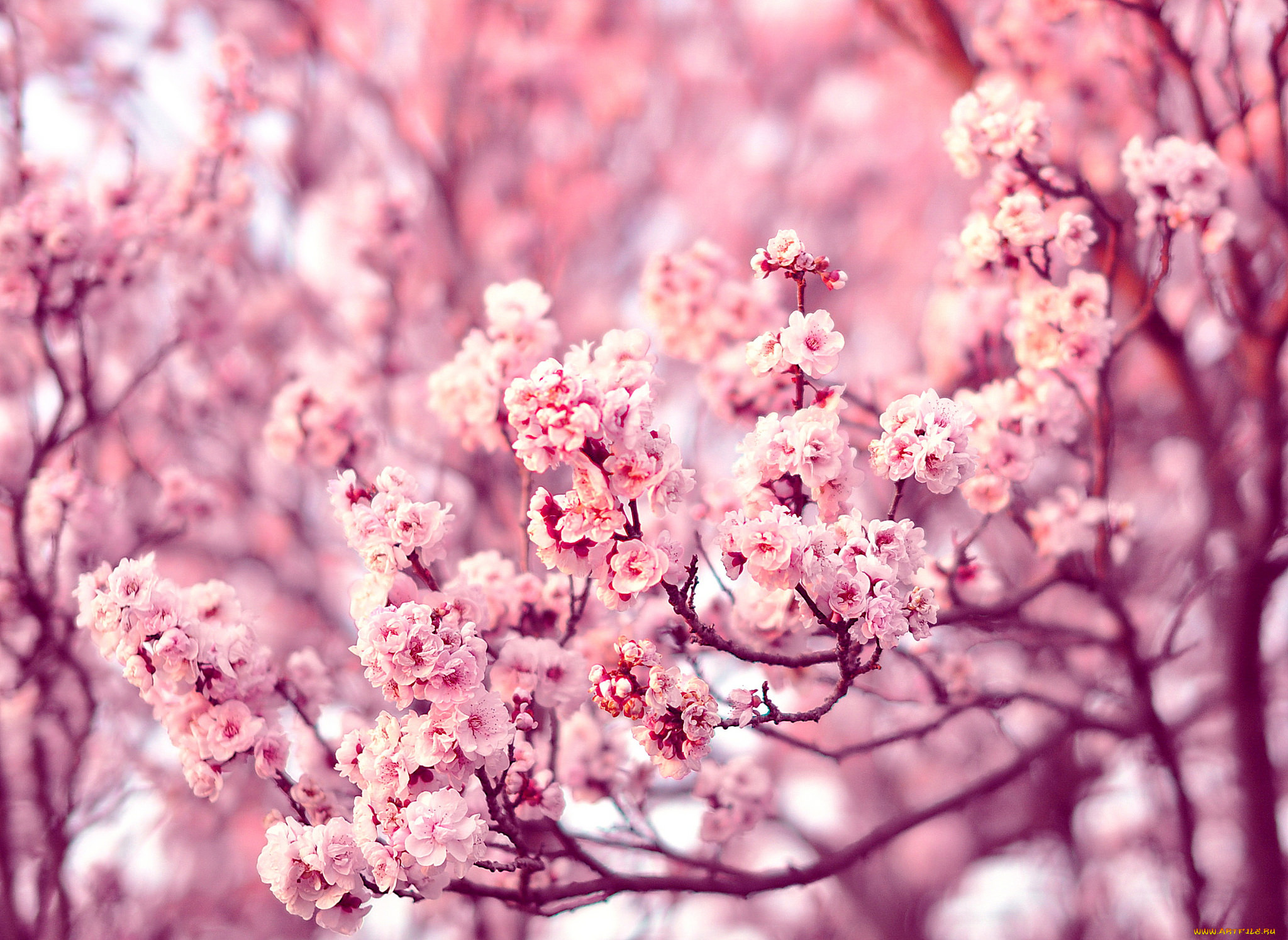 цветы, цветущие, деревья, , , кустарники, branches, tree, ветки, дерево, flowers