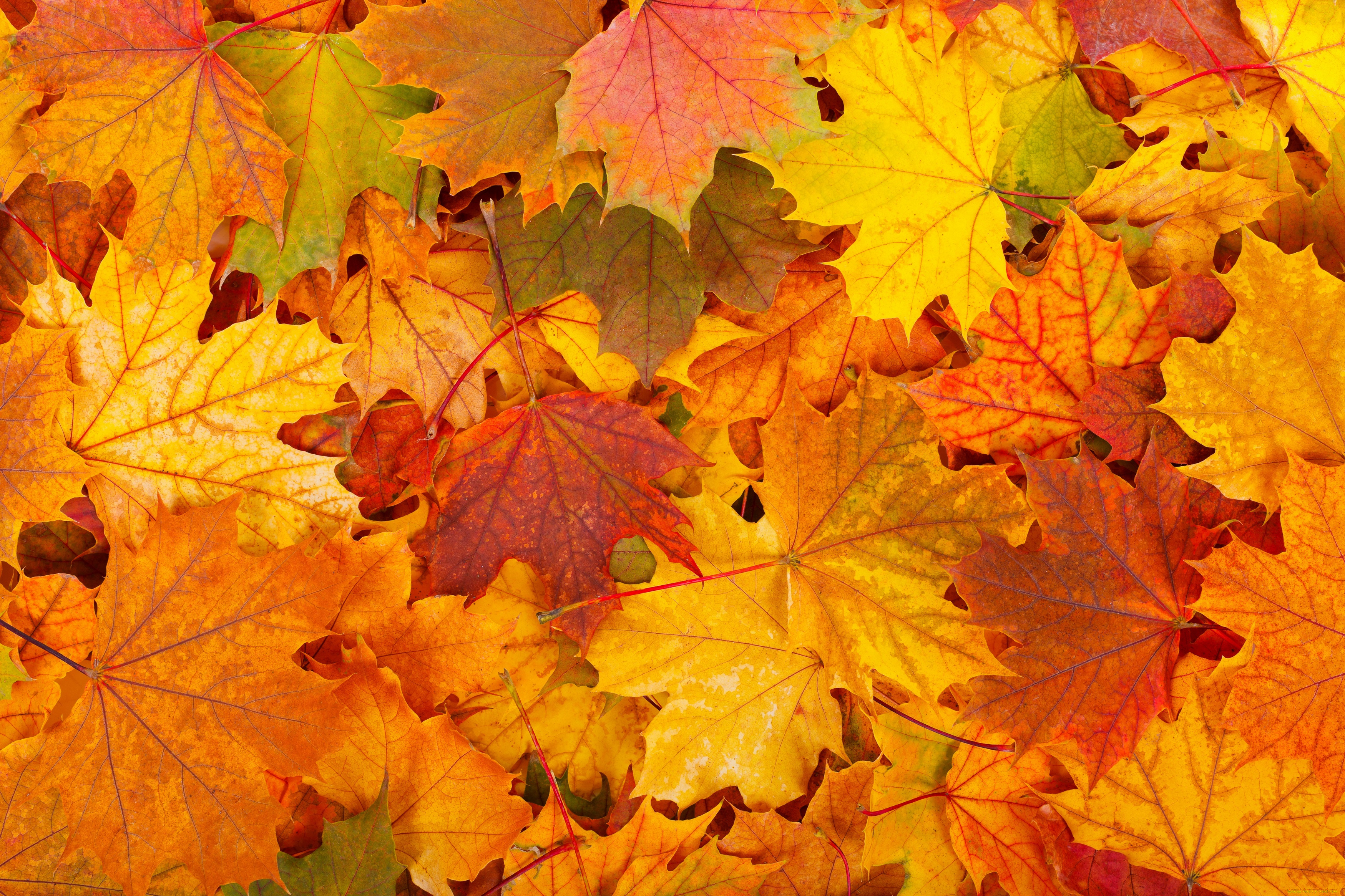 Листья желтые по краям. Осенний листопад. Осень листопад. Осенняя листва. Красивый осенний листопад.