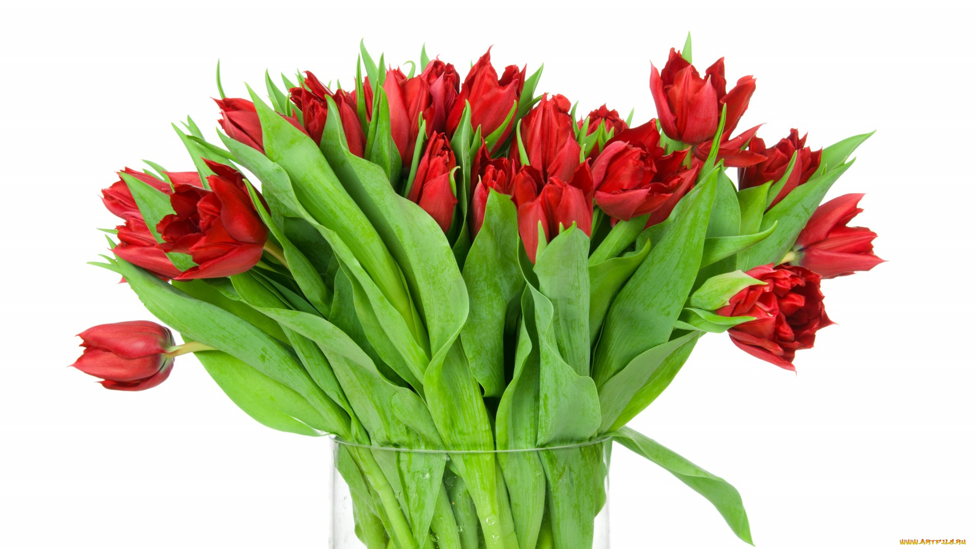 цветы, букеты, , композиции, белый, фон, красные, тюльпаны, букет, листья, бутоны