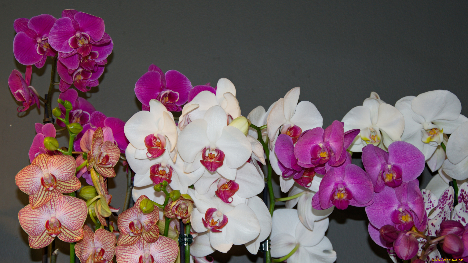 цветы, орхидеи, bloom, orchid, bright, petals, орхидея, цветение, лепестки, яркая