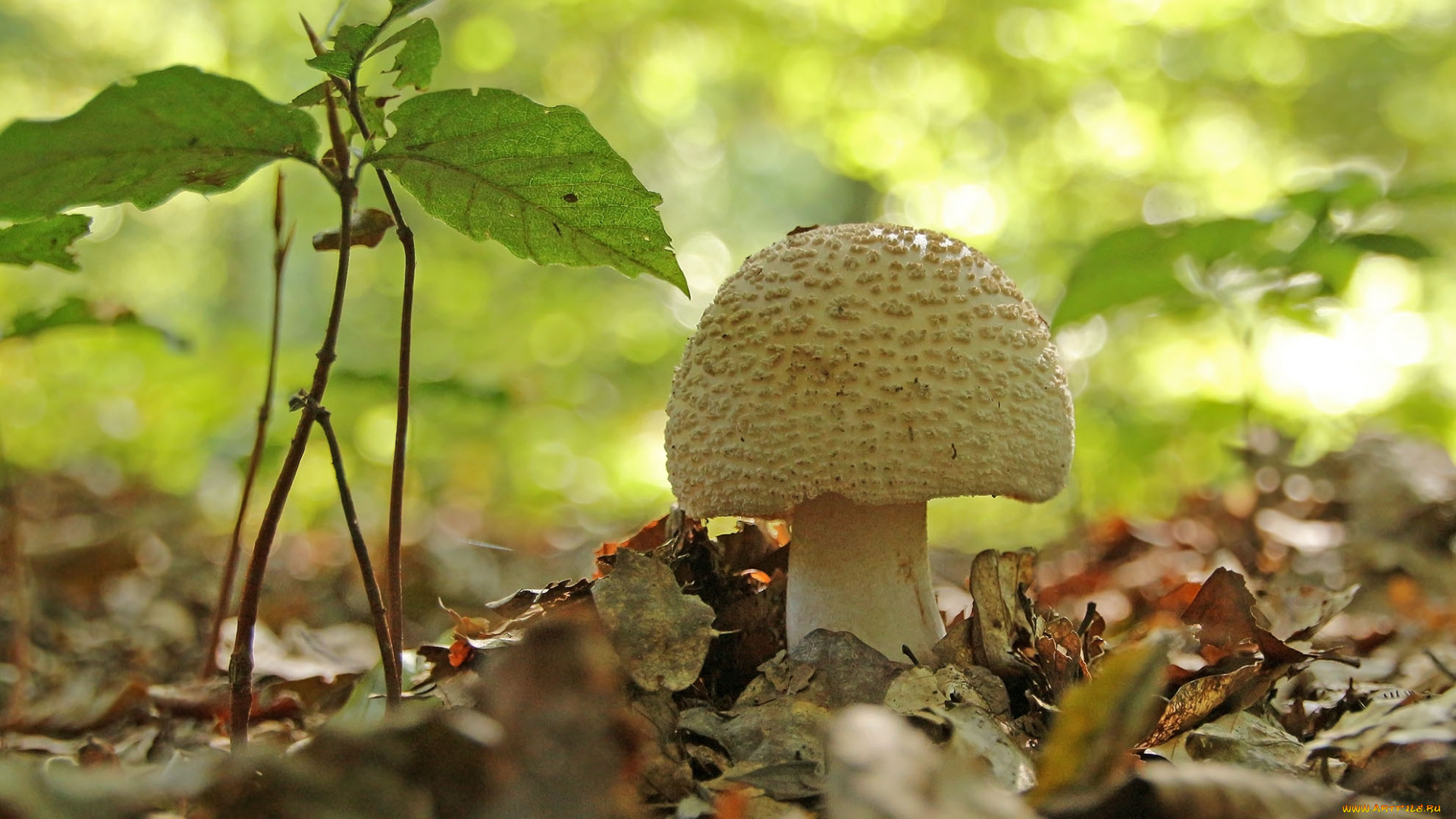 природа, грибы, гриб, лес, листья
