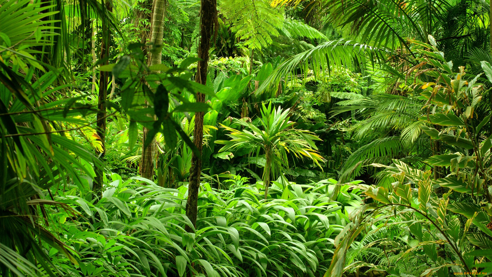 природа, тропики, jungle, кусты, деревья, лес, зелень