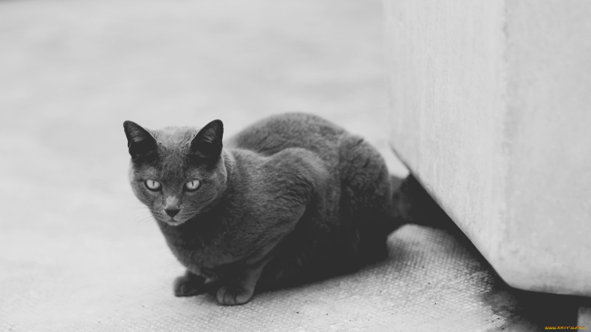 животные, коты, черно-белое, фото