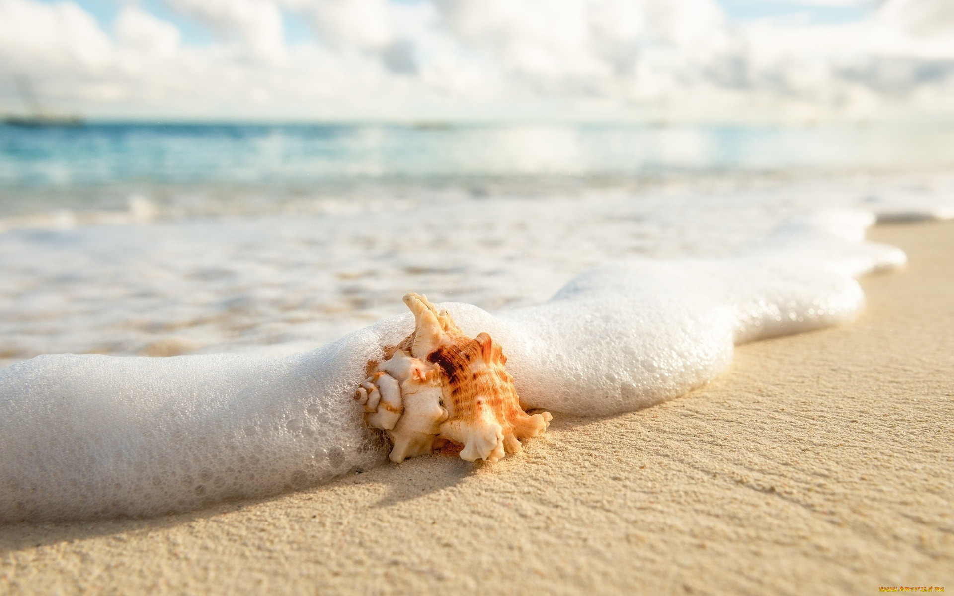 разное, ракушки, , кораллы, , декоративные, и, spa-камни, раковина, волна, пляж, море, берег, песок