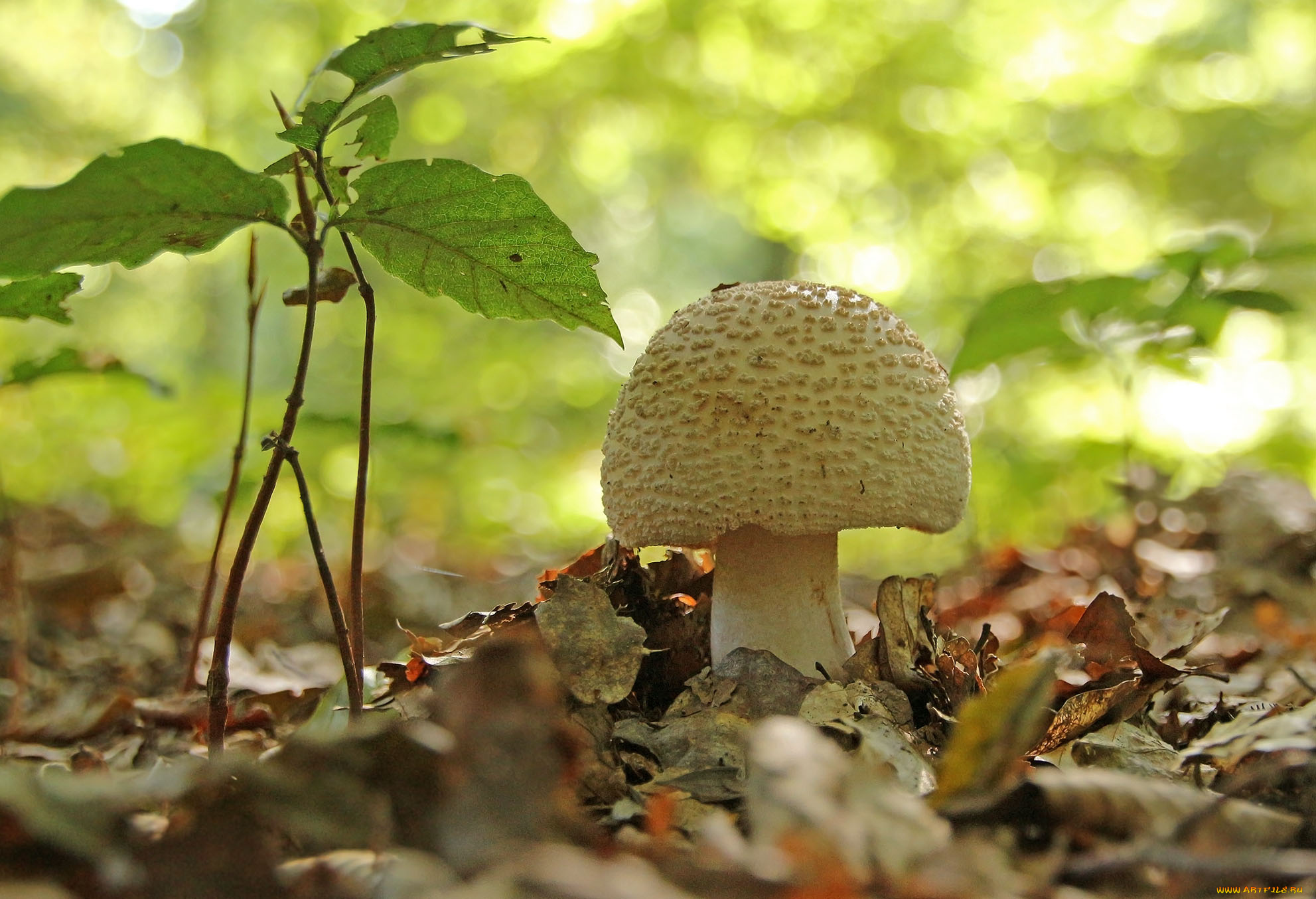 природа, грибы, гриб, лес, листья