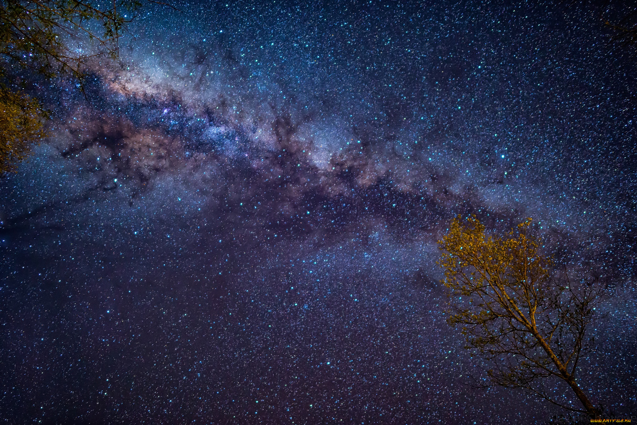 космос, галактики, туманности, звёздное, небо, дерево, ночь